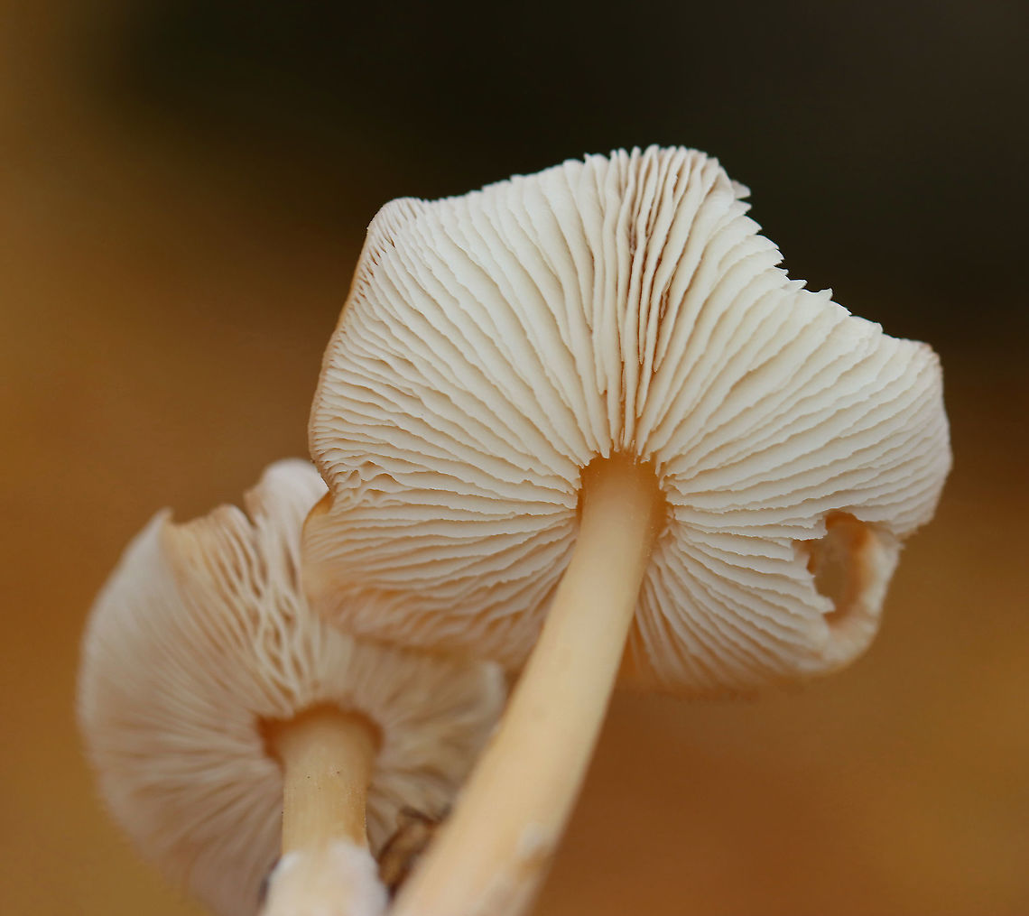 Oak-loving Gymnopus Mushrooms - Family Omphalotaceae, Gymnopus dryophilus Habitat: Growing on the ground in small clusters; deciduous forest<br />
<figure class="photo"><a href="https://www.jungledragon.com/image/123284/oak-loving_gymnopus_mushrooms_-_family_omphalotaceae_gymnopus_dryophilus.html" title="Oak-loving Gymnopus Mushrooms - Family Omphalotaceae, Gymnopus dryophilus"><img src="https://s3.amazonaws.com/media.jungledragon.com/images/3232/123284_thumb.jpg?AWSAccessKeyId=05GMT0V3GWVNE7GGM1R2&Expires=1759968010&Signature=j%2Fc1UBsRLOEmvBoKFDgeedOGBIM%3D" width="200" height="180" alt="Oak-loving Gymnopus Mushrooms - Family Omphalotaceae, Gymnopus dryophilus Habitat: Growing on the ground in small clusters; deciduous forest<br />
https://www.jungledragon.com/image/123284/mushrooms_-_family_omphalotaceae.html<br />
https://www.jungledragon.com/image/123286/mushrooms_-_family_omphalotaceae.html<br />
https://www.jungledragon.com/image/123285/mushrooms_-_family_omphalotaceae.html Fall,Geotagged,Gymnopus dryophilus,Oak-loving Gymnopus,United States" /></a></figure><br />
<figure class="photo"><a href="https://www.jungledragon.com/image/123286/oak-loving_gymnopus_mushrooms_-_family_omphalotaceae_gymnopus_dryophilus.html" title="Oak-loving Gymnopus Mushrooms - Family Omphalotaceae, Gymnopus dryophilus"><img src="https://s3.amazonaws.com/media.jungledragon.com/images/3232/123286_thumb.jpg?AWSAccessKeyId=05GMT0V3GWVNE7GGM1R2&Expires=1759968010&Signature=aXubsb4ejjRAXiV%2BSWZ6HgO37fE%3D" width="200" height="152" alt="Oak-loving Gymnopus Mushrooms - Family Omphalotaceae, Gymnopus dryophilus Habitat: Growing on the ground in small clusters; deciduous forest<br />
https://www.jungledragon.com/image/123284/mushrooms_-_family_omphalotaceae.html<br />
https://www.jungledragon.com/image/123286/mushrooms_-_family_omphalotaceae.html<br />
https://www.jungledragon.com/image/123285/mushrooms_-_family_omphalotaceae.html Agaricales,Fall,Geotagged,Gymnopus dryophilus,Oak-loving Gymnopus,Omphalotaceae,United States,fungi,fungus,mushroom" /></a></figure><br />
<figure class="photo"><a href="https://www.jungledragon.com/image/123285/oak-loving_gymnopus_mushrooms_-_family_omphalotaceae_gymnopus_dryophilus.html" title="Oak-loving Gymnopus Mushrooms - Family Omphalotaceae, Gymnopus dryophilus"><img src="https://s3.amazonaws.com/media.jungledragon.com/images/3232/123285_thumb.jpg?AWSAccessKeyId=05GMT0V3GWVNE7GGM1R2&Expires=1759968010&Signature=0A%2FuwvPiWD2TLZKziCzvksN5ybo%3D" width="152" height="152" alt="Oak-loving Gymnopus Mushrooms - Family Omphalotaceae, Gymnopus dryophilus Habitat: Growing on the ground in small clusters; deciduous forest<br />
https://www.jungledragon.com/image/123284/mushrooms_-_family_omphalotaceae.html<br />
https://www.jungledragon.com/image/123286/mushrooms_-_family_omphalotaceae.html<br />
https://www.jungledragon.com/image/123285/mushrooms_-_family_omphalotaceae.html Fall,Geotagged,Gymnopus dryophilus,Oak-loving Gymnopus,United States" /></a></figure> Fall,Geotagged,Gymnopus dryophilus,Oak-loving Gymnopus,United States