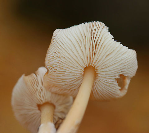 Oak-loving Gymnopus Mushrooms - Family Omphalotaceae, Gymnopus dryophilus Habitat: Growing on the ground in small clusters; deciduous forest
https://www.jungledragon.com/image/123284/mushrooms_-_family_omphalotaceae.html
https://www.jungledragon.com/image/123286/mushrooms_-_family_omphalotaceae.html
https://www.jungledragon.com/image/123285/mushrooms_-_family_omphalotaceae.html Fall,Geotagged,Gymnopus dryophilus,Oak-loving Gymnopus,United States