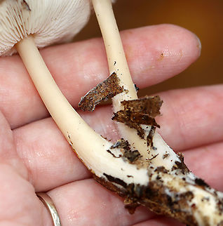 Oak-loving Gymnopus Mushrooms - Family Omphalotaceae, Gymnopus dryophilus Habitat: Growing on the ground in small clusters; deciduous forest
https://www.jungledragon.com/image/123284/mushrooms_-_family_omphalotaceae.html
https://www.jungledragon.com/image/123286/mushrooms_-_family_omphalotaceae.html
https://www.jungledragon.com/image/123285/mushrooms_-_family_omphalotaceae.html Fall,Geotagged,Gymnopus dryophilus,Oak-loving Gymnopus,United States