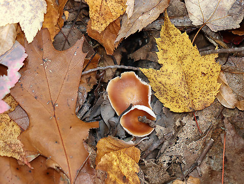 Oak-loving Gymnopus Mushrooms - Family Omphalotaceae, Gymnopus dryophilus Habitat: Growing on the ground in small clusters; deciduous forest
https://www.jungledragon.com/image/123284/mushrooms_-_family_omphalotaceae.html
https://www.jungledragon.com/image/123286/mushrooms_-_family_omphalotaceae.html
https://www.jungledragon.com/image/123285/mushrooms_-_family_omphalotaceae.html Agaricales,Fall,Geotagged,Gymnopus dryophilus,Oak-loving Gymnopus,Omphalotaceae,United States,fungi,fungus,mushroom