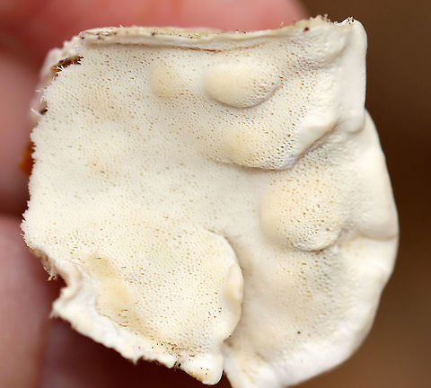 White Cheese Polypore - Tyromyces chioneus Habitat: Growing on a deciduous tree that had a crack in the trunk; mixed forest
https://www.jungledragon.com/image/123288/white_cheese_polypore_-_tyromyces_chioneus.html Fall,Geotagged,Tyromyces chioneus,United States,White Cheese Polypore