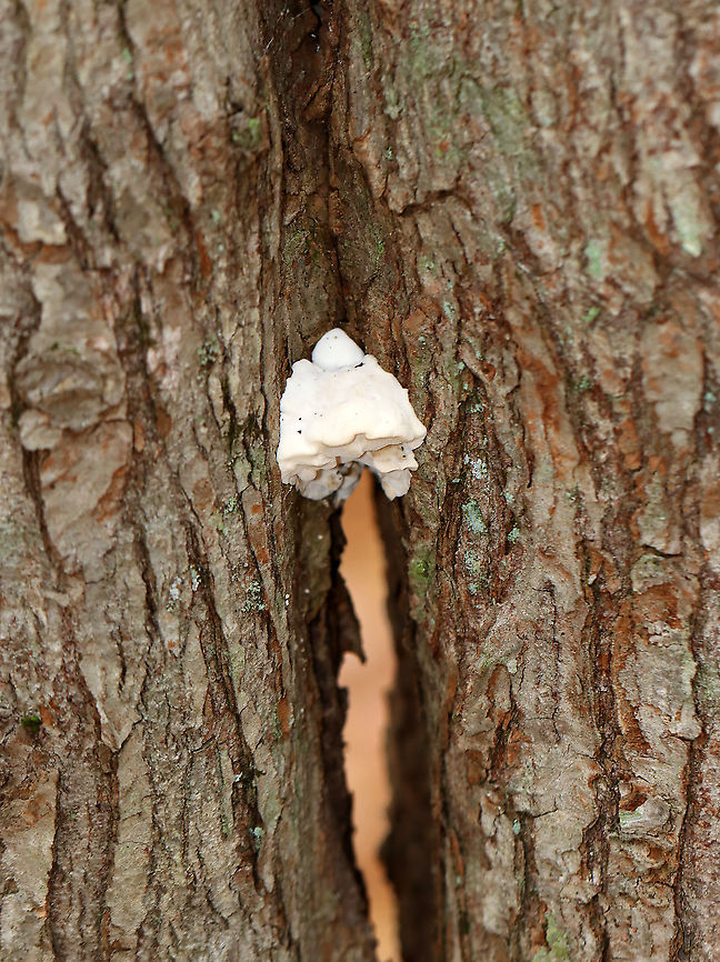 White Cheese Polypore - Tyromyces chioneus Habitat: Growing on a deciduous tree that had a crack in the trunk; mixed forest<br />
<figure class="photo"><a href="https://www.jungledragon.com/image/123287/white_cheese_polypore_-_tyromyces_chioneus.html" title="White Cheese Polypore - Tyromyces chioneus"><img src="https://s3.amazonaws.com/media.jungledragon.com/images/3232/123287_thumb.jpg?AWSAccessKeyId=05GMT0V3GWVNE7GGM1R2&Expires=1767225610&Signature=eFT%2BZVXNVcgXKkc4bHH5fn7m8QM%3D" width="200" height="182" alt="White Cheese Polypore - Tyromyces chioneus Habitat: Growing on a deciduous tree that had a crack in the trunk; mixed forest<br />
https://www.jungledragon.com/image/123288/white_cheese_polypore_-_tyromyces_chioneus.html Fall,Geotagged,Tyromyces chioneus,United States,White Cheese Polypore" /></a></figure> Fall,Geotagged,Tyromyces chioneus,United States,White Cheese Polypore,fungus,mushroom,polypore