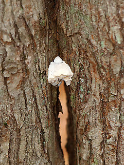 White Cheese Polypore - Tyromyces chioneus Habitat: Growing on a deciduous tree that had a crack in the trunk; mixed forest
https://www.jungledragon.com/image/123287/white_cheese_polypore_-_tyromyces_chioneus.html Fall,Geotagged,Tyromyces chioneus,United States,White Cheese Polypore,fungus,mushroom,polypore