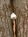 White Cheese Polypore - Tyromyces chioneus Habitat: Growing on a deciduous tree that had a crack in the trunk; mixed forest<br />
https://www.jungledragon.com/image/123287/white_cheese_polypore_-_tyromyces_chioneus.html Fall,Geotagged,Tyromyces chioneus,United States,White Cheese Polypore,fungus,mushroom,polypore