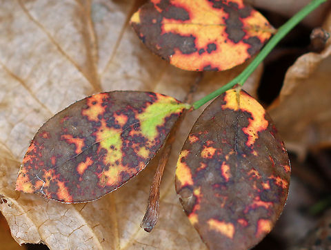 Northern Highbush Blueberry - Vaccinium corymbosum *Tentative ID: I have never seen the leaves mottled like this, but assume it's blueberry.

Habitat: Deciduous forest
https://www.jungledragon.com/image/123291/northern_highbush_blueberry_-_vaccinium_corymbosum.html
https://www.jungledragon.com/image/123290/northern_highbush_blueberry_-_vaccinium_corymbosum.html
https://www.jungledragon.com/image/123289/northern_highbush_blueberry_-_vaccinium_corymbosum.html Fall,Geotagged,Northern highbush blueberry,United States,Vaccinium corymbosum,blueberry,highbush blueberry,vaccinium