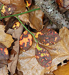 Northern Highbush Blueberry - Vaccinium corymbosum *Tentative ID: I have never seen the leaves mottled like this, but assume it's blueberry.<br />
<br />
Habitat: Deciduous forest<br />
https://www.jungledragon.com/image/123291/northern_highbush_blueberry_-_vaccinium_corymbosum.html<br />
https://www.jungledragon.com/image/123290/northern_highbush_blueberry_-_vaccinium_corymbosum.html<br />
https://www.jungledragon.com/image/123289/northern_highbush_blueberry_-_vaccinium_corymbosum.html Fall,Geotagged,Northern highbush blueberry,United States,Vaccinium corymbosum