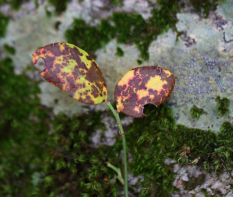 Northern Highbush Blueberry - Vaccinium corymbosum *Tentative ID: I have never seen the leaves mottled like this, but assume it's blueberry.

Habitat: Deciduous forest
https://www.jungledragon.com/image/123291/northern_highbush_blueberry_-_vaccinium_corymbosum.html
https://www.jungledragon.com/image/123290/northern_highbush_blueberry_-_vaccinium_corymbosum.html
https://www.jungledragon.com/image/123289/northern_highbush_blueberry_-_vaccinium_corymbosum.html Fall,Geotagged,Northern highbush blueberry,United States,Vaccinium corymbosum