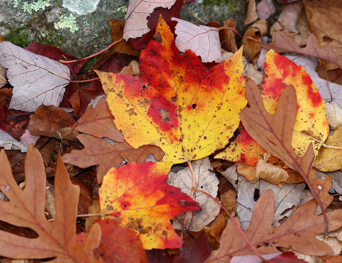 Red Maple Leaf - Acer rubrum *ID is for the red/yellow leaves<br />
<br />
Habitat: Deciduous forest Acer,Acer rubrum,Fall,Geotagged,Red Maple,United States,autumn,fall foliage,leaf,maple leaf