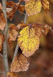 Witch Hazel (Hamamelis virginiana) or Elm (Ulmus sp.) I thought it was witch hazel, but the plant ID app that I use is saying elm.

Habitat: Deciduous forest Fall,Geotagged,United States,autumn,fall foliage,leaf