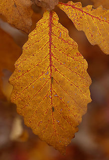 Oak (Quercus sp.) or Beech (Fagus sp.)? I lean towards oak...I think. Maybe Quercus bicolor or Quercus michauxii?

Habitat: Deciduous forest Fall,Geotagged,United States,autumn,fall foliage,leaf
