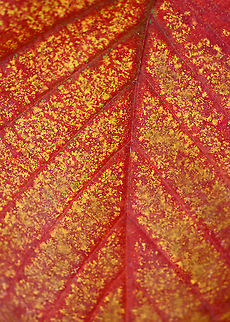 Oak Leaf - Quercus sp. Habitat: Deciduous forest
https://www.jungledragon.com/image/123309/oak_leaf_-_quercus_sp.html Fall,Geotagged,Quercus,United States,autumn,fall foliage,oak leaf