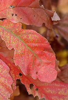 Oak Leaf - Quercus sp. Habitat: Deciduous forest
https://www.jungledragon.com/image/123308/oak_leaf_-_quercus_sp.html Fall,Geotagged,United States