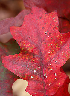 Northern Red Oak - Quercus rubra Habitat: Deciduous forest Fall,Geotagged,Northern red oak,Quercus,Quercus rubra,United States,autumn,fall foliage,oal,red oak