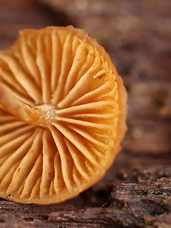 Gilled mushroom - Order Agaricales Maybe Galerina sp.

Habitat: Growing on moss-covered wood; mixed forest
https://www.jungledragon.com/image/123359/gilled_mushroom_-_order_agaricales.html
https://www.jungledragon.com/image/123361/gilled_mushroom_-_order_agaricales.html
https://www.jungledragon.com/image/123360/gilled_mushroom_-_order_agaricales.html Fall,Geotagged,United States