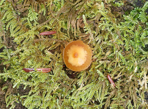 Gilled mushroom - Order Agaricales Maybe Galerina sp.

Habitat: Growing on moss-covered wood; mixed forest
https://www.jungledragon.com/image/123359/gilled_mushroom_-_order_agaricales.html
https://www.jungledragon.com/image/123361/gilled_mushroom_-_order_agaricales.html
https://www.jungledragon.com/image/123360/gilled_mushroom_-_order_agaricales.html Fall,Geotagged,United States
