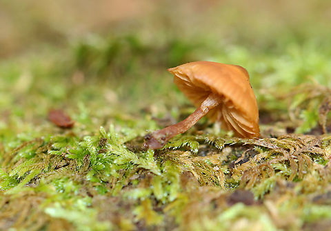 Gilled mushroom - Order Agaricales Maybe Galerina sp.

Habitat: Growing on moss-covered wood; mixed forest
https://www.jungledragon.com/image/123359/gilled_mushroom_-_order_agaricales.html
https://www.jungledragon.com/image/123361/gilled_mushroom_-_order_agaricales.html
https://www.jungledragon.com/image/123360/gilled_mushroom_-_order_agaricales.html Fall,Geotagged,United States,agaricales,fungus,mushroom