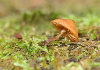 Gilled mushroom - Order Agaricales Maybe Galerina sp.<br />
<br />
Habitat: Growing on moss-covered wood; mixed forest<br />
https://www.jungledragon.com/image/123359/gilled_mushroom_-_order_agaricales.html<br />
https://www.jungledragon.com/image/123361/gilled_mushroom_-_order_agaricales.html<br />
https://www.jungledragon.com/image/123360/gilled_mushroom_-_order_agaricales.html Fall,Geotagged,United States,agaricales,fungus,mushroom