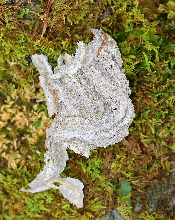 Paper Wasp (Vespidae) Nest Fragment I found several pieces from a paper wasp nest on the ground in the woods. You can see the different layers of paper as the wasps got wood from different sources.<br />
<br />
Paper wasps gather fibers from dead wood and plants, which they mix with spit and use to construct nests made of grayish papery material.<br />
<br />
Habitat: Mixed forest Fall,Geotagged,United States,Vespidae,paper wasp nest,wasp nest