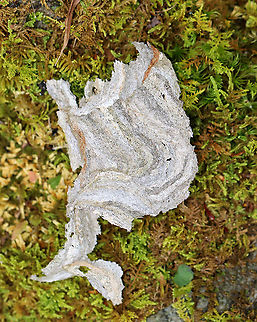 Paper Wasp (Vespidae) Nest Fragment I found several pieces from a paper wasp nest on the ground in the woods. You can see the different layers of paper as the wasps got wood from different sources.

Paper wasps gather fibers from dead wood and plants, which they mix with spit and use to construct nests made of grayish papery material.

Habitat: Mixed forest Fall,Geotagged,United States,Vespidae,paper wasp nest,wasp nest