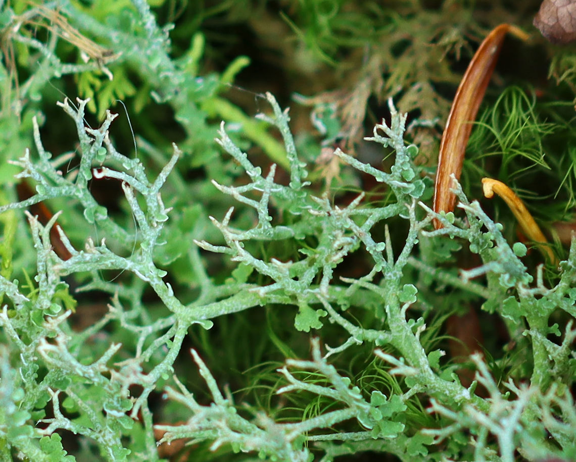 Lichen - Cladonia furcata *Tentative ID<br />
<br />
Habitat: Growing in moss; mixed forest<br />
<figure class="photo"><a href="https://www.jungledragon.com/image/123364/lichen_-_cladonia_furcata.html" title="Lichen - Cladonia furcata"><img src="https://s3.amazonaws.com/media.jungledragon.com/images/3232/123364_thumb.jpg?AWSAccessKeyId=05GMT0V3GWVNE7GGM1R2&Expires=1759968010&Signature=7PpQdj%2BbECqgBGgBh4fmOn7QIpA%3D" width="200" height="164" alt="Lichen - Cladonia furcata *Tentative ID<br />
<br />
Habitat: Growing in moss; mixed forest<br />
https://www.jungledragon.com/image/123363/lichen_-_cladonia_furcata.html Cladonia furcata,Fall,Geotagged,Many-forked Cladonia,United States" /></a></figure> Cladonia,Cladonia furcata,Fall,Geotagged,Many-forked Cladonia,United States,lichen