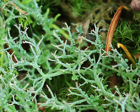 Lichen - Cladonia furcata *Tentative ID

Habitat: Growing in moss; mixed forest
https://www.jungledragon.com/image/123364/lichen_-_cladonia_furcata.html Cladonia,Cladonia furcata,Fall,Geotagged,Many-forked Cladonia,United States,lichen