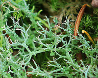 Lichen - Cladonia furcata *Tentative ID<br />
<br />
Habitat: Growing in moss; mixed forest<br />
https://www.jungledragon.com/image/123364/lichen_-_cladonia_furcata.html Cladonia,Cladonia furcata,Fall,Geotagged,Many-forked Cladonia,United States,lichen