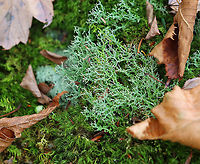 Lichen - Cladonia furcata *Tentative ID<br />
<br />
Habitat: Growing in moss; mixed forest<br />
https://www.jungledragon.com/image/123363/lichen_-_cladonia_furcata.html Cladonia furcata,Fall,Geotagged,Many-forked Cladonia,United States
