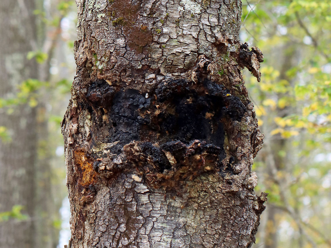 Chaga - Inonotus obliquus The orange bit to the bottom left of the mass is the bit I pulled off by running and jumping to reach. That small section alone was nearly the size of my hand. Also, if you zoom in, you&#039;ll notice gypsy moth (Lymantria dispar) pupae and caterpillar remains all around the edges of the mass.<br />
<br />
Known as the &quot;King of Medicinal Mushrooms&quot;, Chaga has an irregularly shaped, cracked, black outer surface, which looks like burnt charcoal. This hard, black surface is called the sclerotium. The sclerotium is a mass of mycelium that is black because it contains large amounts of melanin. Internally, the tissue is softer and cork-like with a rusty yellow-brown color.<br />
<br />
Chaga is nutrient-dense, and has many medicinal uses, including its potentially significant anti-cancer properties. Studies show that it may slow the growth of cancer and cause tumor cells to self-destruct.<br />
<br />
Habitat: It was growing nearly 2 m up on a hardwood tree. There were a few chunks on the ground, leading me to think that someone had harvested some from this mass already. I didn&#039;t harvest any, but was able to rip off a chunk by running and jumping so I could reach the bottom part...If you look at the photos showing the tree, the part where I ripped a piece off is orange and on the bottom left of the mass. The piece I tore off was nearly the size of my hand!<br />
<br />
<figure class="photo"><a href="https://www.jungledragon.com/image/123442/chaga_-_inonotus_obliquus.html" title="Chaga - Inonotus obliquus"><img src="https://s3.amazonaws.com/media.jungledragon.com/images/3232/123442_thumb.jpg?AWSAccessKeyId=05GMT0V3GWVNE7GGM1R2&Expires=1767225610&Signature=k2VEMdmTTczrai8rP3ygnrgkWx0%3D" width="200" height="152" alt="Chaga - Inonotus obliquus The orange bit to the bottom left of the mass is the bit I pulled off by running and jumping to reach. That small section alone was nearly the size of my hand. Also, if you zoom in, you&#039;ll notice gypsy moth (Lymantria dispar) pupae and caterpillar remains all around the edges of the mass.<br />
<br />
Known as the &quot;King of Medicinal Mushrooms&quot;, Chaga has an irregularly shaped, cracked, black outer surface, which looks like burnt charcoal. This hard, black surface is called the sclerotium. The sclerotium is a mass of mycelium that is black because it contains large amounts of melanin. Internally, the tissue is softer and cork-like with a rusty yellow-brown color.<br />
<br />
Chaga is nutrient-dense, and has many medicinal uses, including its potentially significant anti-cancer properties. Studies show that it may slow the growth of cancer and cause tumor cells to self-destruct.<br />
<br />
Habitat: It was growing nearly 2 m up on a hardwood tree. There were a few chunks on the ground, leading me to think that someone had harvested some from this mass already. I didn&#039;t harvest any, but was able to rip off a chunk by running and jumping so I could reach the bottom part...If you look at the photos showing the tree, the part where I ripped a piece off is orange and on the bottom left of the mass. The piece I tore off was nearly the size of my hand!<br />
<br />
https://www.jungledragon.com/image/123442/chaga_-_inonotus_obliquus.html<br />
https://www.jungledragon.com/image/123445/chaga_-_inonotus_obliquus.html<br />
https://www.jungledragon.com/image/123444/chaga_-_inonotus_obliquus.html<br />
https://www.jungledragon.com/image/123443/chaga_-_inonotus_obliquus.html Chaga mushroom,Fall,Geotagged,Inonotus obliquus,United States" /></a></figure><br />
<figure class="photo"><a href="https://www.jungledragon.com/image/123445/chaga_-_inonotus_obliquus.html" title="Chaga - Inonotus obliquus"><img src="https://s3.amazonaws.com/media.jungledragon.com/images/3232/123445_thumb.jpg?AWSAccessKeyId=05GMT0V3GWVNE7GGM1R2&Expires=1767225610&Signature=gPsqOz%2F4bpP1xwehWr168PhB%2F5I%3D" width="200" height="148" alt="Chaga - Inonotus obliquus Known as the &quot;King of Medicinal Mushrooms&quot;, Chaga has an irregularly shaped, cracked, black outer surface, which looks like burnt charcoal. This hard, black surface is called the sclerotium. The sclerotium is a mass of mycelium that is black because it contains large amounts of melanin. Internally, the tissue is softer and cork-like with a rusty yellow-brown color.<br />
<br />
Chaga is nutrient-dense, and has many medicinal uses, including its potentially significant anti-cancer properties. Studies show that it may slow the growth of cancer and cause tumor cells to self-destruct.<br />
<br />
Habitat: It was growing nearly 2 m up on a hardwood tree. There were a few chunks on the ground, leading me to think that someone had harvested some from this mass already.  I didn&#039;t harvest any, but was able to rip off a chunk by running and jumping so I could reach the bottom part...If you look at the photos showing the tree, the part where I ripped a piece off is orange and on the bottom left of the mass. The piece I tore off was nearly the size of my hand!<br />
https://www.jungledragon.com/image/123442/chaga_-_inonotus_obliquus.html<br />
https://www.jungledragon.com/image/123445/chaga_-_inonotus_obliquus.html<br />
https://www.jungledragon.com/image/123444/chaga_-_inonotus_obliquus.html<br />
https://www.jungledragon.com/image/123443/chaga_-_inonotus_obliquus.html  Chaga mushroom,Fall,Geotagged,Inonotus,Inonotus obliquus,United States,fungus" /></a></figure><br />
<figure class="photo"><a href="https://www.jungledragon.com/image/123444/chaga_-_inonotus_obliquus.html" title="Chaga - Inonotus obliquus"><img src="https://s3.amazonaws.com/media.jungledragon.com/images/3232/123444_thumb.jpg?AWSAccessKeyId=05GMT0V3GWVNE7GGM1R2&Expires=1767225610&Signature=7dney4CYZZ1%2FnXs5nj0HIKF5Cc0%3D" width="200" height="154" alt="Chaga - Inonotus obliquus This chunk was one that I found on the ground. It was a bit soggy. I didn&#039;t collect it.<br />
<br />
Known as the &quot;King of Medicinal Mushrooms&quot;, Chaga has an irregularly shaped, cracked, black outer surface, which looks like burnt charcoal. This hard, black surface is called the sclerotium. The sclerotium is a mass of mycelium that is black because it contains large amounts of melanin. Internally, the tissue is softer and cork-like with a rusty yellow-brown color.<br />
<br />
Chaga is nutrient-dense, and has many medicinal uses, including its potentially significant anti-cancer properties. Studies show that it may slow the growth of cancer and cause tumor cells to self-destruct.<br />
<br />
Habitat: It was growing nearly 2 m up on a hardwood tree. There were a few chunks on the ground, leading me to think that someone had harvested some from this mass already. I didn&#039;t harvest any, but was able to rip off a chunk by running and jumping so I could reach the bottom part...If you look at the photos showing the tree, the part where I ripped a piece off is orange and on the bottom left of the mass. The piece I tore off was nearly the size of my hand!<br />
https://www.jungledragon.com/image/123442/chaga_-_inonotus_obliquus.html<br />
https://www.jungledragon.com/image/123445/chaga_-_inonotus_obliquus.html<br />
https://www.jungledragon.com/image/123444/chaga_-_inonotus_obliquus.html<br />
https://www.jungledragon.com/image/123443/chaga_-_inonotus_obliquus.html Chaga mushroom,Fall,Geotagged,Inonotus obliquus,United States" /></a></figure><br />
<figure class="photo"><a href="https://www.jungledragon.com/image/123443/chaga_-_inonotus_obliquus.html" title="Chaga - Inonotus obliquus"><img src="https://s3.amazonaws.com/media.jungledragon.com/images/3232/123443_thumb.jpg?AWSAccessKeyId=05GMT0V3GWVNE7GGM1R2&Expires=1767225610&Signature=pmE0CsNyxLqOzKAs%2Fo%2BsiEBkALE%3D" width="98" height="152" alt="Chaga - Inonotus obliquus The orange bit to the bottom left of the mass is the bit I pulled off by running and jumping to reach. That small section alone was nearly the size of my hand.  Also, if you zoom in, you&#039;ll notice gypsy moth (Lymantria dispar) pupae and caterpillar remains all around the edges of the mass.<br />
<br />
Known as the &quot;King of Medicinal Mushrooms&quot;, Chaga has an irregularly shaped, cracked, black outer surface, which looks like burnt charcoal. This hard, black surface is called the sclerotium. The sclerotium is a mass of mycelium that is black because it contains large amounts of melanin. Internally, the tissue is softer and cork-like with a rusty yellow-brown color.<br />
<br />
Chaga is nutrient-dense, and has many medicinal uses, including its potentially significant anti-cancer properties. Studies show that it may slow the growth of cancer and cause tumor cells to self-destruct.<br />
<br />
Habitat: It was growing nearly 2 m up on a hardwood tree. There were a few chunks on the ground, leading me to think that someone had harvested some from this mass already. I didn&#039;t harvest any, but was able to rip off a chunk by running and jumping so I could reach the bottom part...If you look at the photos showing the tree, the part where I ripped a piece off is orange and on the bottom left of the mass. The piece I tore off was nearly the size of my hand!<br />
https://www.jungledragon.com/image/123442/chaga_-_inonotus_obliquus.html<br />
https://www.jungledragon.com/image/123445/chaga_-_inonotus_obliquus.html<br />
https://www.jungledragon.com/image/123444/chaga_-_inonotus_obliquus.html<br />
https://www.jungledragon.com/image/123443/chaga_-_inonotus_obliquus.html Chaga mushroom,Fall,Geotagged,Inonotus obliquus,United States" /></a></figure> Chaga mushroom,Fall,Geotagged,Inonotus obliquus,United States