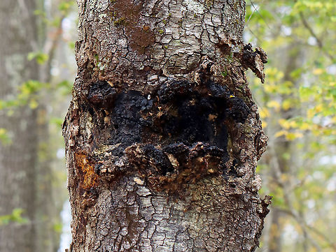 Chaga - Inonotus obliquus The orange bit to the bottom left of the mass is the bit I pulled off by running and jumping to reach. That small section alone was nearly the size of my hand. Also, if you zoom in, you'll notice gypsy moth (Lymantria dispar) pupae and caterpillar remains all around the edges of the mass.

Known as the "King of Medicinal Mushrooms", Chaga has an irregularly shaped, cracked, black outer surface, which looks like burnt charcoal. This hard, black surface is called the sclerotium. The sclerotium is a mass of mycelium that is black because it contains large amounts of melanin. Internally, the tissue is softer and cork-like with a rusty yellow-brown color.

Chaga is nutrient-dense, and has many medicinal uses, including its potentially significant anti-cancer properties. Studies show that it may slow the growth of cancer and cause tumor cells to self-destruct.

Habitat: It was growing nearly 2 m up on a hardwood tree. There were a few chunks on the ground, leading me to think that someone had harvested some from this mass already. I didn't harvest any, but was able to rip off a chunk by running and jumping so I could reach the bottom part...If you look at the photos showing the tree, the part where I ripped a piece off is orange and on the bottom left of the mass. The piece I tore off was nearly the size of my hand!

https://www.jungledragon.com/image/123442/chaga_-_inonotus_obliquus.html
https://www.jungledragon.com/image/123445/chaga_-_inonotus_obliquus.html
https://www.jungledragon.com/image/123444/chaga_-_inonotus_obliquus.html
https://www.jungledragon.com/image/123443/chaga_-_inonotus_obliquus.html Chaga mushroom,Fall,Geotagged,Inonotus obliquus,United States