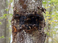 Chaga - Inonotus obliquus The orange bit to the bottom left of the mass is the bit I pulled off by running and jumping to reach. That small section alone was nearly the size of my hand. Also, if you zoom in, you'll notice gypsy moth (Lymantria dispar) pupae and caterpillar remains all around the edges of the mass.<br />
<br />
Known as the "King of Medicinal Mushrooms", Chaga has an irregularly shaped, cracked, black outer surface, which looks like burnt charcoal. This hard, black surface is called the sclerotium. The sclerotium is a mass of mycelium that is black because it contains large amounts of melanin. Internally, the tissue is softer and cork-like with a rusty yellow-brown color.<br />
<br />
Chaga is nutrient-dense, and has many medicinal uses, including its potentially significant anti-cancer properties. Studies show that it may slow the growth of cancer and cause tumor cells to self-destruct.<br />
<br />
Habitat: It was growing nearly 2 m up on a hardwood tree. There were a few chunks on the ground, leading me to think that someone had harvested some from this mass already. I didn't harvest any, but was able to rip off a chunk by running and jumping so I could reach the bottom part...If you look at the photos showing the tree, the part where I ripped a piece off is orange and on the bottom left of the mass. The piece I tore off was nearly the size of my hand!<br />
<br />
https://www.jungledragon.com/image/123442/chaga_-_inonotus_obliquus.html<br />
https://www.jungledragon.com/image/123445/chaga_-_inonotus_obliquus.html<br />
https://www.jungledragon.com/image/123444/chaga_-_inonotus_obliquus.html<br />
https://www.jungledragon.com/image/123443/chaga_-_inonotus_obliquus.html Chaga mushroom,Fall,Geotagged,Inonotus obliquus,United States