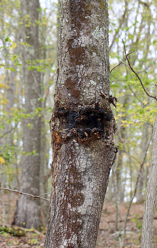 Chaga - Inonotus obliquus The orange bit to the bottom left of the mass is the bit I pulled off by running and jumping to reach. That small section alone was nearly the size of my hand.  Also, if you zoom in, you&#039;ll notice gypsy moth (Lymantria dispar) pupae and caterpillar remains all around the edges of the mass.<br />
<br />
Known as the &quot;King of Medicinal Mushrooms&quot;, Chaga has an irregularly shaped, cracked, black outer surface, which looks like burnt charcoal. This hard, black surface is called the sclerotium. The sclerotium is a mass of mycelium that is black because it contains large amounts of melanin. Internally, the tissue is softer and cork-like with a rusty yellow-brown color.<br />
<br />
Chaga is nutrient-dense, and has many medicinal uses, including its potentially significant anti-cancer properties. Studies show that it may slow the growth of cancer and cause tumor cells to self-destruct.<br />
<br />
Habitat: It was growing nearly 2 m up on a hardwood tree. There were a few chunks on the ground, leading me to think that someone had harvested some from this mass already. I didn&#039;t harvest any, but was able to rip off a chunk by running and jumping so I could reach the bottom part...If you look at the photos showing the tree, the part where I ripped a piece off is orange and on the bottom left of the mass. The piece I tore off was nearly the size of my hand!<br />
<figure class="photo"><a href="https://www.jungledragon.com/image/123442/chaga_-_inonotus_obliquus.html" title="Chaga - Inonotus obliquus"><img src="https://s3.amazonaws.com/media.jungledragon.com/images/3232/123442_thumb.jpg?AWSAccessKeyId=05GMT0V3GWVNE7GGM1R2&Expires=1759968010&Signature=l47rEOHYphhPvQiAIN0KbxP3i6o%3D" width="200" height="152" alt="Chaga - Inonotus obliquus The orange bit to the bottom left of the mass is the bit I pulled off by running and jumping to reach. That small section alone was nearly the size of my hand. Also, if you zoom in, you&#039;ll notice gypsy moth (Lymantria dispar) pupae and caterpillar remains all around the edges of the mass.<br />
<br />
Known as the &quot;King of Medicinal Mushrooms&quot;, Chaga has an irregularly shaped, cracked, black outer surface, which looks like burnt charcoal. This hard, black surface is called the sclerotium. The sclerotium is a mass of mycelium that is black because it contains large amounts of melanin. Internally, the tissue is softer and cork-like with a rusty yellow-brown color.<br />
<br />
Chaga is nutrient-dense, and has many medicinal uses, including its potentially significant anti-cancer properties. Studies show that it may slow the growth of cancer and cause tumor cells to self-destruct.<br />
<br />
Habitat: It was growing nearly 2 m up on a hardwood tree. There were a few chunks on the ground, leading me to think that someone had harvested some from this mass already. I didn&#039;t harvest any, but was able to rip off a chunk by running and jumping so I could reach the bottom part...If you look at the photos showing the tree, the part where I ripped a piece off is orange and on the bottom left of the mass. The piece I tore off was nearly the size of my hand!<br />
<br />
https://www.jungledragon.com/image/123442/chaga_-_inonotus_obliquus.html<br />
https://www.jungledragon.com/image/123445/chaga_-_inonotus_obliquus.html<br />
https://www.jungledragon.com/image/123444/chaga_-_inonotus_obliquus.html<br />
https://www.jungledragon.com/image/123443/chaga_-_inonotus_obliquus.html Chaga mushroom,Fall,Geotagged,Inonotus obliquus,United States" /></a></figure><br />
<figure class="photo"><a href="https://www.jungledragon.com/image/123445/chaga_-_inonotus_obliquus.html" title="Chaga - Inonotus obliquus"><img src="https://s3.amazonaws.com/media.jungledragon.com/images/3232/123445_thumb.jpg?AWSAccessKeyId=05GMT0V3GWVNE7GGM1R2&Expires=1759968010&Signature=HELObElh%2BjkXSt9fr2EQoT5wN58%3D" width="200" height="148" alt="Chaga - Inonotus obliquus Known as the &quot;King of Medicinal Mushrooms&quot;, Chaga has an irregularly shaped, cracked, black outer surface, which looks like burnt charcoal. This hard, black surface is called the sclerotium. The sclerotium is a mass of mycelium that is black because it contains large amounts of melanin. Internally, the tissue is softer and cork-like with a rusty yellow-brown color.<br />
<br />
Chaga is nutrient-dense, and has many medicinal uses, including its potentially significant anti-cancer properties. Studies show that it may slow the growth of cancer and cause tumor cells to self-destruct.<br />
<br />
Habitat: It was growing nearly 2 m up on a hardwood tree. There were a few chunks on the ground, leading me to think that someone had harvested some from this mass already.  I didn&#039;t harvest any, but was able to rip off a chunk by running and jumping so I could reach the bottom part...If you look at the photos showing the tree, the part where I ripped a piece off is orange and on the bottom left of the mass. The piece I tore off was nearly the size of my hand!<br />
https://www.jungledragon.com/image/123442/chaga_-_inonotus_obliquus.html<br />
https://www.jungledragon.com/image/123445/chaga_-_inonotus_obliquus.html<br />
https://www.jungledragon.com/image/123444/chaga_-_inonotus_obliquus.html<br />
https://www.jungledragon.com/image/123443/chaga_-_inonotus_obliquus.html  Chaga mushroom,Fall,Geotagged,Inonotus,Inonotus obliquus,United States,fungus" /></a></figure><br />
<figure class="photo"><a href="https://www.jungledragon.com/image/123444/chaga_-_inonotus_obliquus.html" title="Chaga - Inonotus obliquus"><img src="https://s3.amazonaws.com/media.jungledragon.com/images/3232/123444_thumb.jpg?AWSAccessKeyId=05GMT0V3GWVNE7GGM1R2&Expires=1759968010&Signature=eTUXf9RrdzSldrldHsevi2C5coI%3D" width="200" height="154" alt="Chaga - Inonotus obliquus This chunk was one that I found on the ground. It was a bit soggy. I didn&#039;t collect it.<br />
<br />
Known as the &quot;King of Medicinal Mushrooms&quot;, Chaga has an irregularly shaped, cracked, black outer surface, which looks like burnt charcoal. This hard, black surface is called the sclerotium. The sclerotium is a mass of mycelium that is black because it contains large amounts of melanin. Internally, the tissue is softer and cork-like with a rusty yellow-brown color.<br />
<br />
Chaga is nutrient-dense, and has many medicinal uses, including its potentially significant anti-cancer properties. Studies show that it may slow the growth of cancer and cause tumor cells to self-destruct.<br />
<br />
Habitat: It was growing nearly 2 m up on a hardwood tree. There were a few chunks on the ground, leading me to think that someone had harvested some from this mass already. I didn&#039;t harvest any, but was able to rip off a chunk by running and jumping so I could reach the bottom part...If you look at the photos showing the tree, the part where I ripped a piece off is orange and on the bottom left of the mass. The piece I tore off was nearly the size of my hand!<br />
https://www.jungledragon.com/image/123442/chaga_-_inonotus_obliquus.html<br />
https://www.jungledragon.com/image/123445/chaga_-_inonotus_obliquus.html<br />
https://www.jungledragon.com/image/123444/chaga_-_inonotus_obliquus.html<br />
https://www.jungledragon.com/image/123443/chaga_-_inonotus_obliquus.html Chaga mushroom,Fall,Geotagged,Inonotus obliquus,United States" /></a></figure><br />
<figure class="photo"><a href="https://www.jungledragon.com/image/123443/chaga_-_inonotus_obliquus.html" title="Chaga - Inonotus obliquus"><img src="https://s3.amazonaws.com/media.jungledragon.com/images/3232/123443_thumb.jpg?AWSAccessKeyId=05GMT0V3GWVNE7GGM1R2&Expires=1759968010&Signature=eAQvlxA2Z8pbTN1UZGB7%2FTlEzVQ%3D" width="98" height="152" alt="Chaga - Inonotus obliquus The orange bit to the bottom left of the mass is the bit I pulled off by running and jumping to reach. That small section alone was nearly the size of my hand.  Also, if you zoom in, you&#039;ll notice gypsy moth (Lymantria dispar) pupae and caterpillar remains all around the edges of the mass.<br />
<br />
Known as the &quot;King of Medicinal Mushrooms&quot;, Chaga has an irregularly shaped, cracked, black outer surface, which looks like burnt charcoal. This hard, black surface is called the sclerotium. The sclerotium is a mass of mycelium that is black because it contains large amounts of melanin. Internally, the tissue is softer and cork-like with a rusty yellow-brown color.<br />
<br />
Chaga is nutrient-dense, and has many medicinal uses, including its potentially significant anti-cancer properties. Studies show that it may slow the growth of cancer and cause tumor cells to self-destruct.<br />
<br />
Habitat: It was growing nearly 2 m up on a hardwood tree. There were a few chunks on the ground, leading me to think that someone had harvested some from this mass already. I didn&#039;t harvest any, but was able to rip off a chunk by running and jumping so I could reach the bottom part...If you look at the photos showing the tree, the part where I ripped a piece off is orange and on the bottom left of the mass. The piece I tore off was nearly the size of my hand!<br />
https://www.jungledragon.com/image/123442/chaga_-_inonotus_obliquus.html<br />
https://www.jungledragon.com/image/123445/chaga_-_inonotus_obliquus.html<br />
https://www.jungledragon.com/image/123444/chaga_-_inonotus_obliquus.html<br />
https://www.jungledragon.com/image/123443/chaga_-_inonotus_obliquus.html Chaga mushroom,Fall,Geotagged,Inonotus obliquus,United States" /></a></figure> Chaga mushroom,Fall,Geotagged,Inonotus obliquus,United States