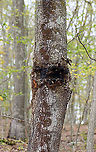 Chaga - Inonotus obliquus The orange bit to the bottom left of the mass is the bit I pulled off by running and jumping to reach. That small section alone was nearly the size of my hand.  Also, if you zoom in, you'll notice gypsy moth (Lymantria dispar) pupae and caterpillar remains all around the edges of the mass.<br />
<br />
Known as the "King of Medicinal Mushrooms", Chaga has an irregularly shaped, cracked, black outer surface, which looks like burnt charcoal. This hard, black surface is called the sclerotium. The sclerotium is a mass of mycelium that is black because it contains large amounts of melanin. Internally, the tissue is softer and cork-like with a rusty yellow-brown color.<br />
<br />
Chaga is nutrient-dense, and has many medicinal uses, including its potentially significant anti-cancer properties. Studies show that it may slow the growth of cancer and cause tumor cells to self-destruct.<br />
<br />
Habitat: It was growing nearly 2 m up on a hardwood tree. There were a few chunks on the ground, leading me to think that someone had harvested some from this mass already. I didn't harvest any, but was able to rip off a chunk by running and jumping so I could reach the bottom part...If you look at the photos showing the tree, the part where I ripped a piece off is orange and on the bottom left of the mass. The piece I tore off was nearly the size of my hand!<br />
https://www.jungledragon.com/image/123442/chaga_-_inonotus_obliquus.html<br />
https://www.jungledragon.com/image/123445/chaga_-_inonotus_obliquus.html<br />
https://www.jungledragon.com/image/123444/chaga_-_inonotus_obliquus.html<br />
https://www.jungledragon.com/image/123443/chaga_-_inonotus_obliquus.html Chaga mushroom,Fall,Geotagged,Inonotus obliquus,United States
