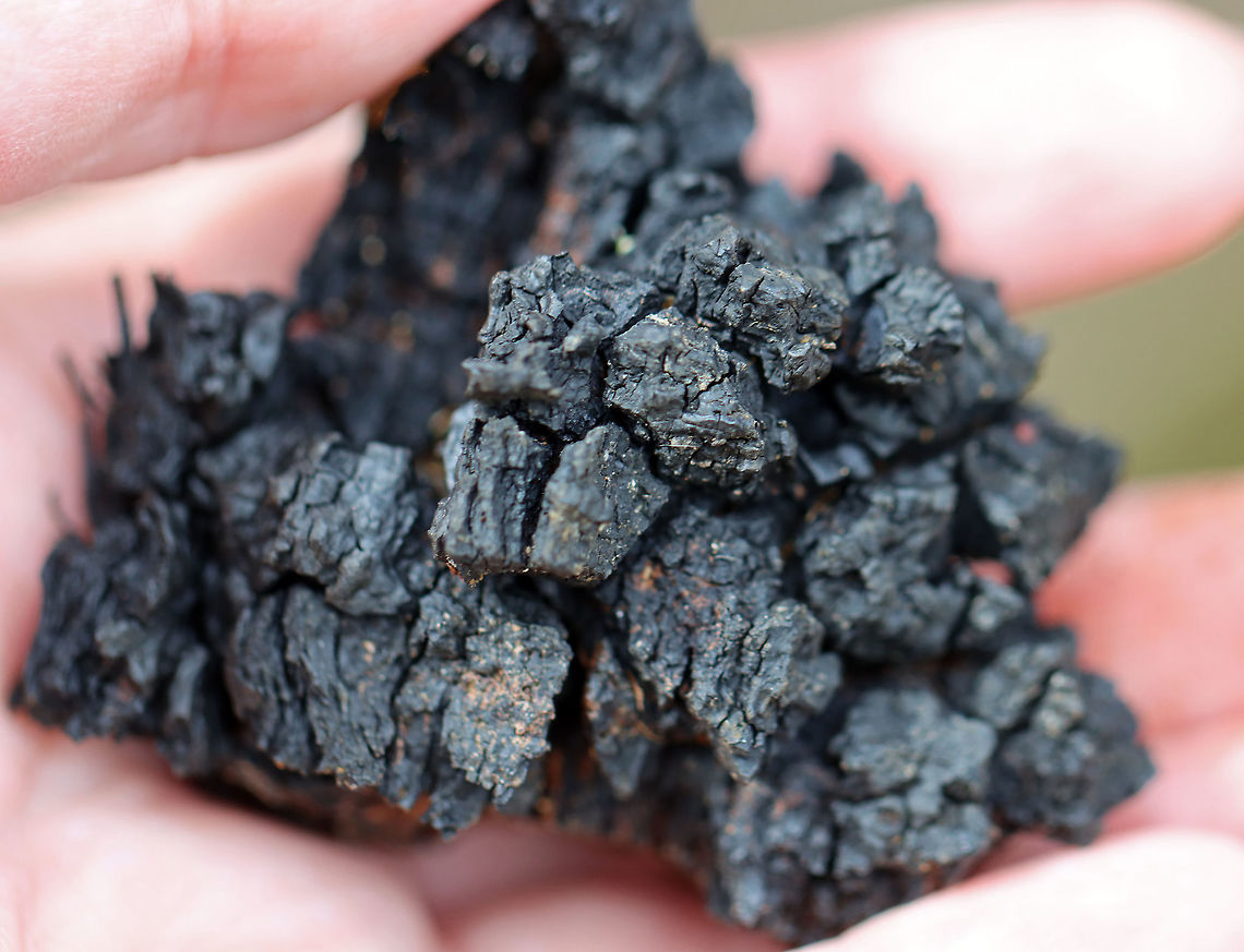 Chaga - Inonotus obliquus This chunk was one that I found on the ground. It was a bit soggy. I didn't collect it.<br />
<br />
Known as the "King of Medicinal Mushrooms", Chaga has an irregularly shaped, cracked, black outer surface, which looks like burnt charcoal. This hard, black surface is called the sclerotium. The sclerotium is a mass of mycelium that is black because it contains large amounts of melanin. Internally, the tissue is softer and cork-like with a rusty yellow-brown color.<br />
<br />
Chaga is nutrient-dense, and has many medicinal uses, including its potentially significant anti-cancer properties. Studies show that it may slow the growth of cancer and cause tumor cells to self-destruct.<br />
<br />
Habitat: It was growing nearly 2 m up on a hardwood tree. There were a few chunks on the ground, leading me to think that someone had harvested some from this mass already. I didn't harvest any, but was able to rip off a chunk by running and jumping so I could reach the bottom part...If you look at the photos showing the tree, the part where I ripped a piece off is orange and on the bottom left of the mass. The piece I tore off was nearly the size of my hand!<br />
<figure class="photo"><a href="https://www.jungledragon.com/image/123442/chaga_-_inonotus_obliquus.html" title="Chaga - Inonotus obliquus"><img src="https://s3.amazonaws.com/media.jungledragon.com/images/3232/123442_thumb.jpg?AWSAccessKeyId=05GMT0V3GWVNE7GGM1R2&Expires=1769040010&Signature=okmgzEvXc10%2FiWcneo35ek9Hri4%3D" width="200" height="152" alt="Chaga - Inonotus obliquus The orange bit to the bottom left of the mass is the bit I pulled off by running and jumping to reach. That small section alone was nearly the size of my hand. Also, if you zoom in, you'll notice gypsy moth (Lymantria dispar) pupae and caterpillar remains all around the edges of the mass.<br />
<br />
Known as the "King of Medicinal Mushrooms", Chaga has an irregularly shaped, cracked, black outer surface, which looks like burnt charcoal. This hard, black surface is called the sclerotium. The sclerotium is a mass of mycelium that is black because it contains large amounts of melanin. Internally, the tissue is softer and cork-like with a rusty yellow-brown color.<br />
<br />
Chaga is nutrient-dense, and has many medicinal uses, including its potentially significant anti-cancer properties. Studies show that it may slow the growth of cancer and cause tumor cells to self-destruct.<br />
<br />
Habitat: It was growing nearly 2 m up on a hardwood tree. There were a few chunks on the ground, leading me to think that someone had harvested some from this mass already. I didn't harvest any, but was able to rip off a chunk by running and jumping so I could reach the bottom part...If you look at the photos showing the tree, the part where I ripped a piece off is orange and on the bottom left of the mass. The piece I tore off was nearly the size of my hand!<br />
<br />
https://www.jungledragon.com/image/123442/chaga_-_inonotus_obliquus.html<br />
https://www.jungledragon.com/image/123445/chaga_-_inonotus_obliquus.html<br />
https://www.jungledragon.com/image/123444/chaga_-_inonotus_obliquus.html<br />
https://www.jungledragon.com/image/123443/chaga_-_inonotus_obliquus.html Chaga mushroom,Fall,Geotagged,Inonotus obliquus,United States" /></a></figure><br />
<figure class="photo"><a href="https://www.jungledragon.com/image/123445/chaga_-_inonotus_obliquus.html" title="Chaga - Inonotus obliquus"><img src="https://s3.amazonaws.com/media.jungledragon.com/images/3232/123445_thumb.jpg?AWSAccessKeyId=05GMT0V3GWVNE7GGM1R2&Expires=1769040010&Signature=7ERme%2FcqtA6%2FnqoS3090PNFR99g%3D" width="200" height="148" alt="Chaga - Inonotus obliquus Known as the "King of Medicinal Mushrooms", Chaga has an irregularly shaped, cracked, black outer surface, which looks like burnt charcoal. This hard, black surface is called the sclerotium. The sclerotium is a mass of mycelium that is black because it contains large amounts of melanin. Internally, the tissue is softer and cork-like with a rusty yellow-brown color.<br />
<br />
Chaga is nutrient-dense, and has many medicinal uses, including its potentially significant anti-cancer properties. Studies show that it may slow the growth of cancer and cause tumor cells to self-destruct.<br />
<br />
Habitat: It was growing nearly 2 m up on a hardwood tree. There were a few chunks on the ground, leading me to think that someone had harvested some from this mass already.  I didn't harvest any, but was able to rip off a chunk by running and jumping so I could reach the bottom part...If you look at the photos showing the tree, the part where I ripped a piece off is orange and on the bottom left of the mass. The piece I tore off was nearly the size of my hand!<br />
https://www.jungledragon.com/image/123442/chaga_-_inonotus_obliquus.html<br />
https://www.jungledragon.com/image/123445/chaga_-_inonotus_obliquus.html<br />
https://www.jungledragon.com/image/123444/chaga_-_inonotus_obliquus.html<br />
https://www.jungledragon.com/image/123443/chaga_-_inonotus_obliquus.html  Chaga mushroom,Fall,Geotagged,Inonotus,Inonotus obliquus,United States,fungus" /></a></figure><br />
<figure class="photo"><a href="https://www.jungledragon.com/image/123444/chaga_-_inonotus_obliquus.html" title="Chaga - Inonotus obliquus"><img src="https://s3.amazonaws.com/media.jungledragon.com/images/3232/123444_thumb.jpg?AWSAccessKeyId=05GMT0V3GWVNE7GGM1R2&Expires=1769040010&Signature=kqnEfvcaQyafbyz70Hip4KxVI4Y%3D" width="200" height="154" alt="Chaga - Inonotus obliquus This chunk was one that I found on the ground. It was a bit soggy. I didn't collect it.<br />
<br />
Known as the "King of Medicinal Mushrooms", Chaga has an irregularly shaped, cracked, black outer surface, which looks like burnt charcoal. This hard, black surface is called the sclerotium. The sclerotium is a mass of mycelium that is black because it contains large amounts of melanin. Internally, the tissue is softer and cork-like with a rusty yellow-brown color.<br />
<br />
Chaga is nutrient-dense, and has many medicinal uses, including its potentially significant anti-cancer properties. Studies show that it may slow the growth of cancer and cause tumor cells to self-destruct.<br />
<br />
Habitat: It was growing nearly 2 m up on a hardwood tree. There were a few chunks on the ground, leading me to think that someone had harvested some from this mass already. I didn't harvest any, but was able to rip off a chunk by running and jumping so I could reach the bottom part...If you look at the photos showing the tree, the part where I ripped a piece off is orange and on the bottom left of the mass. The piece I tore off was nearly the size of my hand!<br />
https://www.jungledragon.com/image/123442/chaga_-_inonotus_obliquus.html<br />
https://www.jungledragon.com/image/123445/chaga_-_inonotus_obliquus.html<br />
https://www.jungledragon.com/image/123444/chaga_-_inonotus_obliquus.html<br />
https://www.jungledragon.com/image/123443/chaga_-_inonotus_obliquus.html Chaga mushroom,Fall,Geotagged,Inonotus obliquus,United States" /></a></figure><br />
<figure class="photo"><a href="https://www.jungledragon.com/image/123443/chaga_-_inonotus_obliquus.html" title="Chaga - Inonotus obliquus"><img src="https://s3.amazonaws.com/media.jungledragon.com/images/3232/123443_thumb.jpg?AWSAccessKeyId=05GMT0V3GWVNE7GGM1R2&Expires=1769040010&Signature=i1%2BYVK41NL%2FfXQo4VfVYIl2dikc%3D" width="98" height="152" alt="Chaga - Inonotus obliquus The orange bit to the bottom left of the mass is the bit I pulled off by running and jumping to reach. That small section alone was nearly the size of my hand.  Also, if you zoom in, you'll notice gypsy moth (Lymantria dispar) pupae and caterpillar remains all around the edges of the mass.<br />
<br />
Known as the "King of Medicinal Mushrooms", Chaga has an irregularly shaped, cracked, black outer surface, which looks like burnt charcoal. This hard, black surface is called the sclerotium. The sclerotium is a mass of mycelium that is black because it contains large amounts of melanin. Internally, the tissue is softer and cork-like with a rusty yellow-brown color.<br />
<br />
Chaga is nutrient-dense, and has many medicinal uses, including its potentially significant anti-cancer properties. Studies show that it may slow the growth of cancer and cause tumor cells to self-destruct.<br />
<br />
Habitat: It was growing nearly 2 m up on a hardwood tree. There were a few chunks on the ground, leading me to think that someone had harvested some from this mass already. I didn't harvest any, but was able to rip off a chunk by running and jumping so I could reach the bottom part...If you look at the photos showing the tree, the part where I ripped a piece off is orange and on the bottom left of the mass. The piece I tore off was nearly the size of my hand!<br />
https://www.jungledragon.com/image/123442/chaga_-_inonotus_obliquus.html<br />
https://www.jungledragon.com/image/123445/chaga_-_inonotus_obliquus.html<br />
https://www.jungledragon.com/image/123444/chaga_-_inonotus_obliquus.html<br />
https://www.jungledragon.com/image/123443/chaga_-_inonotus_obliquus.html Chaga mushroom,Fall,Geotagged,Inonotus obliquus,United States" /></a></figure> Chaga mushroom,Fall,Geotagged,Inonotus obliquus,United States