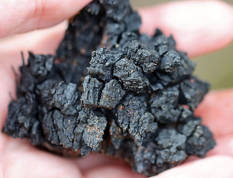 Chaga - Inonotus obliquus This chunk was one that I found on the ground. It was a bit soggy. I didn't collect it.

Known as the "King of Medicinal Mushrooms", Chaga has an irregularly shaped, cracked, black outer surface, which looks like burnt charcoal. This hard, black surface is called the sclerotium. The sclerotium is a mass of mycelium that is black because it contains large amounts of melanin. Internally, the tissue is softer and cork-like with a rusty yellow-brown color.

Chaga is nutrient-dense, and has many medicinal uses, including its potentially significant anti-cancer properties. Studies show that it may slow the growth of cancer and cause tumor cells to self-destruct.

Habitat: It was growing nearly 2 m up on a hardwood tree. There were a few chunks on the ground, leading me to think that someone had harvested some from this mass already. I didn't harvest any, but was able to rip off a chunk by running and jumping so I could reach the bottom part...If you look at the photos showing the tree, the part where I ripped a piece off is orange and on the bottom left of the mass. The piece I tore off was nearly the size of my hand!
https://www.jungledragon.com/image/123442/chaga_-_inonotus_obliquus.html
https://www.jungledragon.com/image/123445/chaga_-_inonotus_obliquus.html
https://www.jungledragon.com/image/123444/chaga_-_inonotus_obliquus.html
https://www.jungledragon.com/image/123443/chaga_-_inonotus_obliquus.html Chaga mushroom,Fall,Geotagged,Inonotus obliquus,United States
