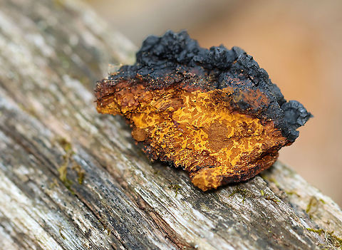 Chaga - Inonotus obliquus Known as the "King of Medicinal Mushrooms", Chaga has an irregularly shaped, cracked, black outer surface, which looks like burnt charcoal. This hard, black surface is called the sclerotium. The sclerotium is a mass of mycelium that is black because it contains large amounts of melanin. Internally, the tissue is softer and cork-like with a rusty yellow-brown color.

Chaga is nutrient-dense, and has many medicinal uses, including its potentially significant anti-cancer properties. Studies show that it may slow the growth of cancer and cause tumor cells to self-destruct.

Habitat: It was growing nearly 2 m up on a hardwood tree. There were a few chunks on the ground, leading me to think that someone had harvested some from this mass already.  I didn't harvest any, but was able to rip off a chunk by running and jumping so I could reach the bottom part...If you look at the photos showing the tree, the part where I ripped a piece off is orange and on the bottom left of the mass. The piece I tore off was nearly the size of my hand!
https://www.jungledragon.com/image/123442/chaga_-_inonotus_obliquus.html
https://www.jungledragon.com/image/123445/chaga_-_inonotus_obliquus.html
https://www.jungledragon.com/image/123444/chaga_-_inonotus_obliquus.html
https://www.jungledragon.com/image/123443/chaga_-_inonotus_obliquus.html  Chaga mushroom,Fall,Geotagged,Inonotus,Inonotus obliquus,United States,fungus