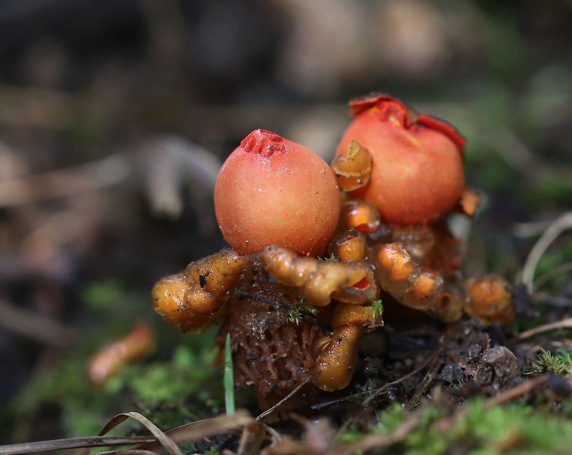 Stalked Puffball-in-aspic - Calostoma cinnabarinum It&#039;s been 7 years since I last saw this species! It&#039;s a very cool fungus in that is very beautiful, but also incredibly gross. The texture feels like a combination of Jello and snot.<br />
<br />
Fruiting bodies consist of roundish, bright red spore sacs that are covered with a thick clear jelly and raised up on spongy red stems.<br />
<br />
Habitat: Wet, mixed forest<br />
<figure class="photo"><a href="https://www.jungledragon.com/image/123447/stalked_puffball-in-aspic_-_calostoma_cinnabarinum.html" title="Stalked Puffball-in-aspic - Calostoma cinnabarinum"><img src="https://s3.amazonaws.com/media.jungledragon.com/images/3232/123447_thumb.jpg?AWSAccessKeyId=05GMT0V3GWVNE7GGM1R2&Expires=1767225610&Signature=RXGvcfR%2BBVxK8Q7tpUWq3MM58yw%3D" width="200" height="160" alt="Stalked Puffball-in-aspic - Calostoma cinnabarinum It&#039;s been 7 years since I last saw this species! It&#039;s a very cool fungus in that is very beautiful, but also incredibly gross. The texture feels like a combination of Jello and snot.<br />
<br />
Fruiting bodies consist of roundish, bright red spore sacs that are covered with a thick clear jelly and raised up on spongy red stems.<br />
<br />
Habitat: Wet, mixed forest<br />
https://www.jungledragon.com/image/123447/stalked_puffball-in-aspic_-_calostoma_cinnabarinum.html<br />
https://www.jungledragon.com/image/123452/stalked_puffball-in-aspic_-_calostoma_cinnabarinum.html<br />
https://www.jungledragon.com/image/123451/stalked_puffball-in-aspic_-_calostoma_cinnabarinum.html<br />
https://www.jungledragon.com/image/123450/stalked_puffball-in-aspic_-_calostoma_cinnabarinum.html<br />
https://www.jungledragon.com/image/123449/stalked_puffball-in-aspic_-_calostoma_cinnabarinum.html<br />
https://www.jungledragon.com/image/123448/stalked_puffball-in-aspic_-_calostoma_cinnabarinum.html Calostoma,Calostoma cinnabarinum,Fall,Geotagged,Sclerodermataceae,Stalked puffball-in-aspic,United States,gelatinous stalked-puffball,puffball" /></a></figure><br />
<figure class="photo"><a href="https://www.jungledragon.com/image/123452/stalked_puffball-in-aspic_-_calostoma_cinnabarinum.html" title="Stalked Puffball-in-aspic - Calostoma cinnabarinum"><img src="https://s3.amazonaws.com/media.jungledragon.com/images/3232/123452_thumb.jpg?AWSAccessKeyId=05GMT0V3GWVNE7GGM1R2&Expires=1767225610&Signature=f6L3IOj32F9stnW9LTJG7UoDQZw%3D" width="110" height="152" alt="Stalked Puffball-in-aspic - Calostoma cinnabarinum It&#039;s been 7 years since I last saw this species! It&#039;s a very cool fungus in that is very beautiful, but also incredibly gross. The texture feels like a combination of Jello and snot.<br />
<br />
Fruiting bodies consist of roundish, bright red spore sacs that are covered with a thick clear jelly and raised up on spongy red stems.<br />
<br />
Habitat: Wet, mixed forest<br />
https://www.jungledragon.com/image/123447/stalked_puffball-in-aspic_-_calostoma_cinnabarinum.html<br />
https://www.jungledragon.com/image/123452/stalked_puffball-in-aspic_-_calostoma_cinnabarinum.html<br />
https://www.jungledragon.com/image/123451/stalked_puffball-in-aspic_-_calostoma_cinnabarinum.html<br />
https://www.jungledragon.com/image/123450/stalked_puffball-in-aspic_-_calostoma_cinnabarinum.html<br />
https://www.jungledragon.com/image/123449/stalked_puffball-in-aspic_-_calostoma_cinnabarinum.html<br />
https://www.jungledragon.com/image/123448/stalked_puffball-in-aspic_-_calostoma_cinnabarinum.html Calostoma cinnabarinum,Fall,Geotagged,Stalked puffball-in-aspic,United States" /></a></figure><br />
<figure class="photo"><a href="https://www.jungledragon.com/image/123451/stalked_puffball-in-aspic_-_calostoma_cinnabarinum.html" title="Stalked Puffball-in-aspic - Calostoma cinnabarinum"><img src="https://s3.amazonaws.com/media.jungledragon.com/images/3232/123451_thumb.jpg?AWSAccessKeyId=05GMT0V3GWVNE7GGM1R2&Expires=1767225610&Signature=eQdjJoLRc3jWmm2VAADEtW47rdE%3D" width="200" height="148" alt="Stalked Puffball-in-aspic - Calostoma cinnabarinum It&#039;s been 7 years since I last saw this species! It&#039;s a very cool fungus in that is very beautiful, but also incredibly gross. The texture feels like a combination of Jello and snot.<br />
<br />
Fruiting bodies consist of roundish, bright red spore sacs that are covered with a thick clear jelly and raised up on spongy red stems.<br />
<br />
Habitat: Wet, mixed forest<br />
<br />
https://www.jungledragon.com/image/123447/stalked_puffball-in-aspic_-_calostoma_cinnabarinum.html<br />
https://www.jungledragon.com/image/123452/stalked_puffball-in-aspic_-_calostoma_cinnabarinum.html<br />
https://www.jungledragon.com/image/123451/stalked_puffball-in-aspic_-_calostoma_cinnabarinum.html<br />
https://www.jungledragon.com/image/123450/stalked_puffball-in-aspic_-_calostoma_cinnabarinum.html<br />
https://www.jungledragon.com/image/123449/stalked_puffball-in-aspic_-_calostoma_cinnabarinum.html<br />
https://www.jungledragon.com/image/123448/stalked_puffball-in-aspic_-_calostoma_cinnabarinum.html Calostoma cinnabarinum,Fall,Geotagged,Stalked puffball-in-aspic,United States" /></a></figure><br />
<figure class="photo"><a href="https://www.jungledragon.com/image/123450/stalked_puffball-in-aspic_-_calostoma_cinnabarinum.html" title="Stalked Puffball-in-aspic - Calostoma cinnabarinum"><img src="https://s3.amazonaws.com/media.jungledragon.com/images/3232/123450_thumb.jpg?AWSAccessKeyId=05GMT0V3GWVNE7GGM1R2&Expires=1767225610&Signature=fsKMUrquBNCkDAMDWYddjXmGv64%3D" width="200" height="142" alt="Stalked Puffball-in-aspic - Calostoma cinnabarinum *Releasing spores*<br />
<br />
It&#039;s been 7 years since I last saw this species! It&#039;s a very cool fungus in that is very beautiful, but also incredibly gross. The texture feels like a combination of Jello and snot.<br />
<br />
Fruiting bodies consist of roundish, bright red spore sacs that are covered with a thick clear jelly and raised up on spongy red stems.<br />
<br />
Habitat: Wet, mixed forest<br />
https://www.jungledragon.com/image/123447/stalked_puffball-in-aspic_-_calostoma_cinnabarinum.html<br />
https://www.jungledragon.com/image/123452/stalked_puffball-in-aspic_-_calostoma_cinnabarinum.html<br />
https://www.jungledragon.com/image/123451/stalked_puffball-in-aspic_-_calostoma_cinnabarinum.html<br />
https://www.jungledragon.com/image/123450/stalked_puffball-in-aspic_-_calostoma_cinnabarinum.html<br />
https://www.jungledragon.com/image/123449/stalked_puffball-in-aspic_-_calostoma_cinnabarinum.html<br />
https://www.jungledragon.com/image/123448/stalked_puffball-in-aspic_-_calostoma_cinnabarinum.html Calostoma cinnabarinum,Fall,Geotagged,Stalked puffball-in-aspic,United States" /></a></figure><br />
<figure class="photo"><a href="https://www.jungledragon.com/image/123449/stalked_puffball-in-aspic_-_calostoma_cinnabarinum.html" title="Stalked Puffball-in-aspic - Calostoma cinnabarinum"><img src="https://s3.amazonaws.com/media.jungledragon.com/images/3232/123449_thumb.jpg?AWSAccessKeyId=05GMT0V3GWVNE7GGM1R2&Expires=1767225610&Signature=71%2FEoSyMrbkjEGbbuZQMSkWNItE%3D" width="132" height="152" alt="Stalked Puffball-in-aspic - Calostoma cinnabarinum It&#039;s been 7 years since I last saw this species! It&#039;s a very cool fungus in that is very beautiful, but also incredibly gross. The texture feels like a combination of Jello and snot.<br />
<br />
Fruiting bodies consist of roundish, bright red spore sacs that are covered with a thick clear jelly and raised up on spongy red stems.<br />
<br />
Habitat: Wet, mixed forest<br />
https://www.jungledragon.com/image/123447/stalked_puffball-in-aspic_-_calostoma_cinnabarinum.html<br />
https://www.jungledragon.com/image/123452/stalked_puffball-in-aspic_-_calostoma_cinnabarinum.html<br />
https://www.jungledragon.com/image/123451/stalked_puffball-in-aspic_-_calostoma_cinnabarinum.html<br />
https://www.jungledragon.com/image/123450/stalked_puffball-in-aspic_-_calostoma_cinnabarinum.html<br />
https://www.jungledragon.com/image/123449/stalked_puffball-in-aspic_-_calostoma_cinnabarinum.html<br />
https://www.jungledragon.com/image/123448/stalked_puffball-in-aspic_-_calostoma_cinnabarinum.html Calostoma cinnabarinum,Fall,Geotagged,Stalked puffball-in-aspic,United States" /></a></figure><br />
<figure class="photo"><a href="https://www.jungledragon.com/image/123448/stalked_puffball-in-aspic_-_calostoma_cinnabarinum.html" title="Stalked Puffball-in-aspic - Calostoma cinnabarinum"><img src="https://s3.amazonaws.com/media.jungledragon.com/images/3232/123448_thumb.jpg?AWSAccessKeyId=05GMT0V3GWVNE7GGM1R2&Expires=1767225610&Signature=4jYLpUc1PcQhd5blIY7s3zwowHo%3D" width="126" height="152" alt="Stalked Puffball-in-aspic - Calostoma cinnabarinum It&#039;s been 7 years since I last saw this species! It&#039;s a very cool fungus in that is very beautiful, but also incredibly gross. The texture feels like a combination of Jello and snot.<br />
<br />
Fruiting bodies consist of roundish, bright red spore sacs that are covered with a thick clear jelly and raised up on spongy red stems.<br />
<br />
Habitat: Wet, mixed forest<br />
https://www.jungledragon.com/image/123447/stalked_puffball-in-aspic_-_calostoma_cinnabarinum.html<br />
https://www.jungledragon.com/image/123452/stalked_puffball-in-aspic_-_calostoma_cinnabarinum.html<br />
https://www.jungledragon.com/image/123451/stalked_puffball-in-aspic_-_calostoma_cinnabarinum.html<br />
https://www.jungledragon.com/image/123450/stalked_puffball-in-aspic_-_calostoma_cinnabarinum.html<br />
https://www.jungledragon.com/image/123449/stalked_puffball-in-aspic_-_calostoma_cinnabarinum.html<br />
https://www.jungledragon.com/image/123448/stalked_puffball-in-aspic_-_calostoma_cinnabarinum.html Calostoma cinnabarinum,Fall,Geotagged,Stalked puffball-in-aspic,United States" /></a></figure> Calostoma,Calostoma cinnabarinum,Fall,Geotagged,Sclerodermataceae,Stalked puffball-in-aspic,United States,gelatinous stalked-puffball,puffball