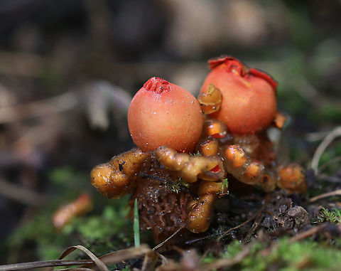 Stalked Puffball-in-aspic - Calostoma cinnabarinum It's been 7 years since I last saw this species! It's a very cool fungus in that is very beautiful, but also incredibly gross. The texture feels like a combination of Jello and snot.

Fruiting bodies consist of roundish, bright red spore sacs that are covered with a thick clear jelly and raised up on spongy red stems.

Habitat: Wet, mixed forest
https://www.jungledragon.com/image/123447/stalked_puffball-in-aspic_-_calostoma_cinnabarinum.html
https://www.jungledragon.com/image/123452/stalked_puffball-in-aspic_-_calostoma_cinnabarinum.html
https://www.jungledragon.com/image/123451/stalked_puffball-in-aspic_-_calostoma_cinnabarinum.html
https://www.jungledragon.com/image/123450/stalked_puffball-in-aspic_-_calostoma_cinnabarinum.html
https://www.jungledragon.com/image/123449/stalked_puffball-in-aspic_-_calostoma_cinnabarinum.html
https://www.jungledragon.com/image/123448/stalked_puffball-in-aspic_-_calostoma_cinnabarinum.html Calostoma,Calostoma cinnabarinum,Fall,Geotagged,Sclerodermataceae,Stalked puffball-in-aspic,United States,gelatinous stalked-puffball,puffball