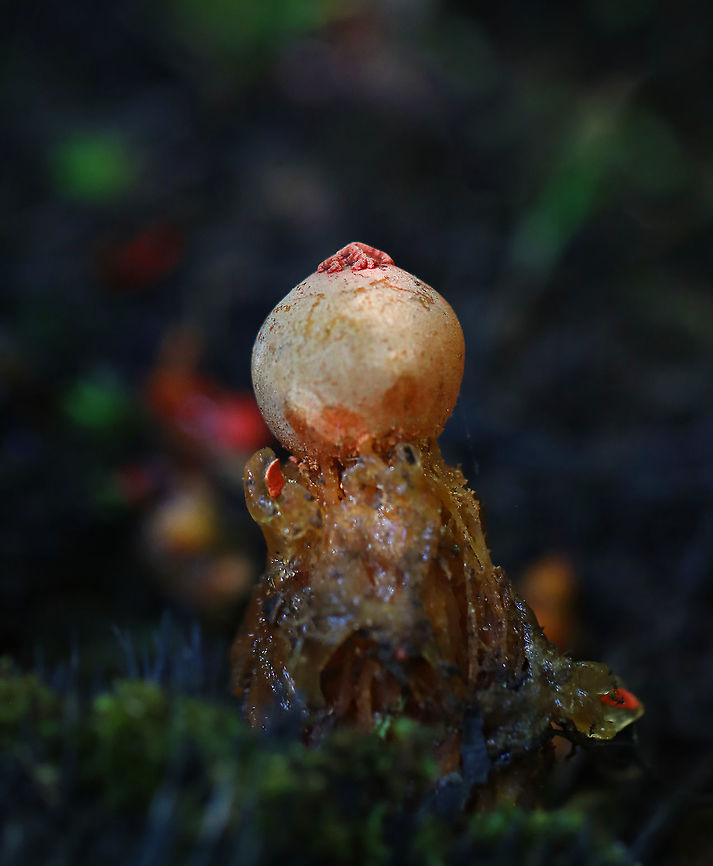 Stalked Puffball-in-aspic - Calostoma cinnabarinum It&#039;s been 7 years since I last saw this species! It&#039;s a very cool fungus in that is very beautiful, but also incredibly gross. The texture feels like a combination of Jello and snot.<br />
<br />
Fruiting bodies consist of roundish, bright red spore sacs that are covered with a thick clear jelly and raised up on spongy red stems.<br />
<br />
Habitat: Wet, mixed forest<br />
<figure class="photo"><a href="https://www.jungledragon.com/image/123447/stalked_puffball-in-aspic_-_calostoma_cinnabarinum.html" title="Stalked Puffball-in-aspic - Calostoma cinnabarinum"><img src="https://s3.amazonaws.com/media.jungledragon.com/images/3232/123447_thumb.jpg?AWSAccessKeyId=05GMT0V3GWVNE7GGM1R2&Expires=1759968010&Signature=YibEBxQMnYMUeJIj9Xe1o%2Bw8d50%3D" width="200" height="160" alt="Stalked Puffball-in-aspic - Calostoma cinnabarinum It&#039;s been 7 years since I last saw this species! It&#039;s a very cool fungus in that is very beautiful, but also incredibly gross. The texture feels like a combination of Jello and snot.<br />
<br />
Fruiting bodies consist of roundish, bright red spore sacs that are covered with a thick clear jelly and raised up on spongy red stems.<br />
<br />
Habitat: Wet, mixed forest<br />
https://www.jungledragon.com/image/123447/stalked_puffball-in-aspic_-_calostoma_cinnabarinum.html<br />
https://www.jungledragon.com/image/123452/stalked_puffball-in-aspic_-_calostoma_cinnabarinum.html<br />
https://www.jungledragon.com/image/123451/stalked_puffball-in-aspic_-_calostoma_cinnabarinum.html<br />
https://www.jungledragon.com/image/123450/stalked_puffball-in-aspic_-_calostoma_cinnabarinum.html<br />
https://www.jungledragon.com/image/123449/stalked_puffball-in-aspic_-_calostoma_cinnabarinum.html<br />
https://www.jungledragon.com/image/123448/stalked_puffball-in-aspic_-_calostoma_cinnabarinum.html Calostoma,Calostoma cinnabarinum,Fall,Geotagged,Sclerodermataceae,Stalked puffball-in-aspic,United States,gelatinous stalked-puffball,puffball" /></a></figure><br />
<figure class="photo"><a href="https://www.jungledragon.com/image/123452/stalked_puffball-in-aspic_-_calostoma_cinnabarinum.html" title="Stalked Puffball-in-aspic - Calostoma cinnabarinum"><img src="https://s3.amazonaws.com/media.jungledragon.com/images/3232/123452_thumb.jpg?AWSAccessKeyId=05GMT0V3GWVNE7GGM1R2&Expires=1759968010&Signature=HRILhkz%2FpyWGE%2B692Gn7q5yTxiY%3D" width="110" height="152" alt="Stalked Puffball-in-aspic - Calostoma cinnabarinum It&#039;s been 7 years since I last saw this species! It&#039;s a very cool fungus in that is very beautiful, but also incredibly gross. The texture feels like a combination of Jello and snot.<br />
<br />
Fruiting bodies consist of roundish, bright red spore sacs that are covered with a thick clear jelly and raised up on spongy red stems.<br />
<br />
Habitat: Wet, mixed forest<br />
https://www.jungledragon.com/image/123447/stalked_puffball-in-aspic_-_calostoma_cinnabarinum.html<br />
https://www.jungledragon.com/image/123452/stalked_puffball-in-aspic_-_calostoma_cinnabarinum.html<br />
https://www.jungledragon.com/image/123451/stalked_puffball-in-aspic_-_calostoma_cinnabarinum.html<br />
https://www.jungledragon.com/image/123450/stalked_puffball-in-aspic_-_calostoma_cinnabarinum.html<br />
https://www.jungledragon.com/image/123449/stalked_puffball-in-aspic_-_calostoma_cinnabarinum.html<br />
https://www.jungledragon.com/image/123448/stalked_puffball-in-aspic_-_calostoma_cinnabarinum.html Calostoma cinnabarinum,Fall,Geotagged,Stalked puffball-in-aspic,United States" /></a></figure><br />
<figure class="photo"><a href="https://www.jungledragon.com/image/123451/stalked_puffball-in-aspic_-_calostoma_cinnabarinum.html" title="Stalked Puffball-in-aspic - Calostoma cinnabarinum"><img src="https://s3.amazonaws.com/media.jungledragon.com/images/3232/123451_thumb.jpg?AWSAccessKeyId=05GMT0V3GWVNE7GGM1R2&Expires=1759968010&Signature=y%2BmvUOJUkctK6vXshkyEymC9Y2o%3D" width="200" height="148" alt="Stalked Puffball-in-aspic - Calostoma cinnabarinum It&#039;s been 7 years since I last saw this species! It&#039;s a very cool fungus in that is very beautiful, but also incredibly gross. The texture feels like a combination of Jello and snot.<br />
<br />
Fruiting bodies consist of roundish, bright red spore sacs that are covered with a thick clear jelly and raised up on spongy red stems.<br />
<br />
Habitat: Wet, mixed forest<br />
<br />
https://www.jungledragon.com/image/123447/stalked_puffball-in-aspic_-_calostoma_cinnabarinum.html<br />
https://www.jungledragon.com/image/123452/stalked_puffball-in-aspic_-_calostoma_cinnabarinum.html<br />
https://www.jungledragon.com/image/123451/stalked_puffball-in-aspic_-_calostoma_cinnabarinum.html<br />
https://www.jungledragon.com/image/123450/stalked_puffball-in-aspic_-_calostoma_cinnabarinum.html<br />
https://www.jungledragon.com/image/123449/stalked_puffball-in-aspic_-_calostoma_cinnabarinum.html<br />
https://www.jungledragon.com/image/123448/stalked_puffball-in-aspic_-_calostoma_cinnabarinum.html Calostoma cinnabarinum,Fall,Geotagged,Stalked puffball-in-aspic,United States" /></a></figure><br />
<figure class="photo"><a href="https://www.jungledragon.com/image/123450/stalked_puffball-in-aspic_-_calostoma_cinnabarinum.html" title="Stalked Puffball-in-aspic - Calostoma cinnabarinum"><img src="https://s3.amazonaws.com/media.jungledragon.com/images/3232/123450_thumb.jpg?AWSAccessKeyId=05GMT0V3GWVNE7GGM1R2&Expires=1759968010&Signature=WenATZocAaU%2F0XEtrZz2oPauEhk%3D" width="200" height="142" alt="Stalked Puffball-in-aspic - Calostoma cinnabarinum *Releasing spores*<br />
<br />
It&#039;s been 7 years since I last saw this species! It&#039;s a very cool fungus in that is very beautiful, but also incredibly gross. The texture feels like a combination of Jello and snot.<br />
<br />
Fruiting bodies consist of roundish, bright red spore sacs that are covered with a thick clear jelly and raised up on spongy red stems.<br />
<br />
Habitat: Wet, mixed forest<br />
https://www.jungledragon.com/image/123447/stalked_puffball-in-aspic_-_calostoma_cinnabarinum.html<br />
https://www.jungledragon.com/image/123452/stalked_puffball-in-aspic_-_calostoma_cinnabarinum.html<br />
https://www.jungledragon.com/image/123451/stalked_puffball-in-aspic_-_calostoma_cinnabarinum.html<br />
https://www.jungledragon.com/image/123450/stalked_puffball-in-aspic_-_calostoma_cinnabarinum.html<br />
https://www.jungledragon.com/image/123449/stalked_puffball-in-aspic_-_calostoma_cinnabarinum.html<br />
https://www.jungledragon.com/image/123448/stalked_puffball-in-aspic_-_calostoma_cinnabarinum.html Calostoma cinnabarinum,Fall,Geotagged,Stalked puffball-in-aspic,United States" /></a></figure><br />
<figure class="photo"><a href="https://www.jungledragon.com/image/123449/stalked_puffball-in-aspic_-_calostoma_cinnabarinum.html" title="Stalked Puffball-in-aspic - Calostoma cinnabarinum"><img src="https://s3.amazonaws.com/media.jungledragon.com/images/3232/123449_thumb.jpg?AWSAccessKeyId=05GMT0V3GWVNE7GGM1R2&Expires=1759968010&Signature=KFSHhnYwON0xjsgLbsP83TRh%2BU4%3D" width="132" height="152" alt="Stalked Puffball-in-aspic - Calostoma cinnabarinum It&#039;s been 7 years since I last saw this species! It&#039;s a very cool fungus in that is very beautiful, but also incredibly gross. The texture feels like a combination of Jello and snot.<br />
<br />
Fruiting bodies consist of roundish, bright red spore sacs that are covered with a thick clear jelly and raised up on spongy red stems.<br />
<br />
Habitat: Wet, mixed forest<br />
https://www.jungledragon.com/image/123447/stalked_puffball-in-aspic_-_calostoma_cinnabarinum.html<br />
https://www.jungledragon.com/image/123452/stalked_puffball-in-aspic_-_calostoma_cinnabarinum.html<br />
https://www.jungledragon.com/image/123451/stalked_puffball-in-aspic_-_calostoma_cinnabarinum.html<br />
https://www.jungledragon.com/image/123450/stalked_puffball-in-aspic_-_calostoma_cinnabarinum.html<br />
https://www.jungledragon.com/image/123449/stalked_puffball-in-aspic_-_calostoma_cinnabarinum.html<br />
https://www.jungledragon.com/image/123448/stalked_puffball-in-aspic_-_calostoma_cinnabarinum.html Calostoma cinnabarinum,Fall,Geotagged,Stalked puffball-in-aspic,United States" /></a></figure><br />
<figure class="photo"><a href="https://www.jungledragon.com/image/123448/stalked_puffball-in-aspic_-_calostoma_cinnabarinum.html" title="Stalked Puffball-in-aspic - Calostoma cinnabarinum"><img src="https://s3.amazonaws.com/media.jungledragon.com/images/3232/123448_thumb.jpg?AWSAccessKeyId=05GMT0V3GWVNE7GGM1R2&Expires=1759968010&Signature=wi8Jmy%2F0JtRZm49KgWEvyDFYcow%3D" width="126" height="152" alt="Stalked Puffball-in-aspic - Calostoma cinnabarinum It&#039;s been 7 years since I last saw this species! It&#039;s a very cool fungus in that is very beautiful, but also incredibly gross. The texture feels like a combination of Jello and snot.<br />
<br />
Fruiting bodies consist of roundish, bright red spore sacs that are covered with a thick clear jelly and raised up on spongy red stems.<br />
<br />
Habitat: Wet, mixed forest<br />
https://www.jungledragon.com/image/123447/stalked_puffball-in-aspic_-_calostoma_cinnabarinum.html<br />
https://www.jungledragon.com/image/123452/stalked_puffball-in-aspic_-_calostoma_cinnabarinum.html<br />
https://www.jungledragon.com/image/123451/stalked_puffball-in-aspic_-_calostoma_cinnabarinum.html<br />
https://www.jungledragon.com/image/123450/stalked_puffball-in-aspic_-_calostoma_cinnabarinum.html<br />
https://www.jungledragon.com/image/123449/stalked_puffball-in-aspic_-_calostoma_cinnabarinum.html<br />
https://www.jungledragon.com/image/123448/stalked_puffball-in-aspic_-_calostoma_cinnabarinum.html Calostoma cinnabarinum,Fall,Geotagged,Stalked puffball-in-aspic,United States" /></a></figure> Calostoma cinnabarinum,Fall,Geotagged,Stalked puffball-in-aspic,United States