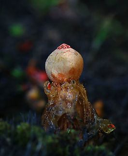 Stalked Puffball-in-aspic - Calostoma cinnabarinum It's been 7 years since I last saw this species! It's a very cool fungus in that is very beautiful, but also incredibly gross. The texture feels like a combination of Jello and snot.

Fruiting bodies consist of roundish, bright red spore sacs that are covered with a thick clear jelly and raised up on spongy red stems.

Habitat: Wet, mixed forest
https://www.jungledragon.com/image/123447/stalked_puffball-in-aspic_-_calostoma_cinnabarinum.html
https://www.jungledragon.com/image/123452/stalked_puffball-in-aspic_-_calostoma_cinnabarinum.html
https://www.jungledragon.com/image/123451/stalked_puffball-in-aspic_-_calostoma_cinnabarinum.html
https://www.jungledragon.com/image/123450/stalked_puffball-in-aspic_-_calostoma_cinnabarinum.html
https://www.jungledragon.com/image/123449/stalked_puffball-in-aspic_-_calostoma_cinnabarinum.html
https://www.jungledragon.com/image/123448/stalked_puffball-in-aspic_-_calostoma_cinnabarinum.html Calostoma cinnabarinum,Fall,Geotagged,Stalked puffball-in-aspic,United States