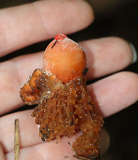 Stalked Puffball-in-aspic - Calostoma cinnabarinum It's been 7 years since I last saw this species! It's a very cool fungus in that is very beautiful, but also incredibly gross. The texture feels like a combination of Jello and snot.

Fruiting bodies consist of roundish, bright red spore sacs that are covered with a thick clear jelly and raised up on spongy red stems.

Habitat: Wet, mixed forest
https://www.jungledragon.com/image/123447/stalked_puffball-in-aspic_-_calostoma_cinnabarinum.html
https://www.jungledragon.com/image/123452/stalked_puffball-in-aspic_-_calostoma_cinnabarinum.html
https://www.jungledragon.com/image/123451/stalked_puffball-in-aspic_-_calostoma_cinnabarinum.html
https://www.jungledragon.com/image/123450/stalked_puffball-in-aspic_-_calostoma_cinnabarinum.html
https://www.jungledragon.com/image/123449/stalked_puffball-in-aspic_-_calostoma_cinnabarinum.html
https://www.jungledragon.com/image/123448/stalked_puffball-in-aspic_-_calostoma_cinnabarinum.html Calostoma cinnabarinum,Fall,Geotagged,Stalked puffball-in-aspic,United States