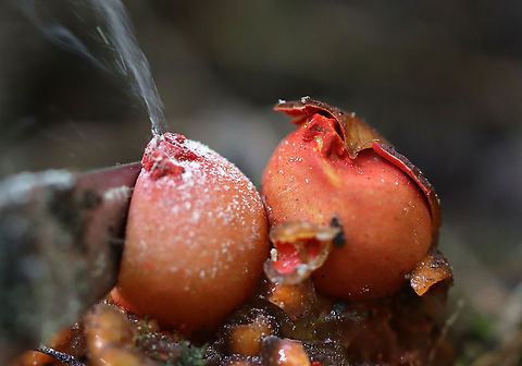 Stalked Puffball-in-aspic - Calostoma cinnabarinum *Releasing spores*

It's been 7 years since I last saw this species! It's a very cool fungus in that is very beautiful, but also incredibly gross. The texture feels like a combination of Jello and snot.

Fruiting bodies consist of roundish, bright red spore sacs that are covered with a thick clear jelly and raised up on spongy red stems.

Habitat: Wet, mixed forest
https://www.jungledragon.com/image/123447/stalked_puffball-in-aspic_-_calostoma_cinnabarinum.html
https://www.jungledragon.com/image/123452/stalked_puffball-in-aspic_-_calostoma_cinnabarinum.html
https://www.jungledragon.com/image/123451/stalked_puffball-in-aspic_-_calostoma_cinnabarinum.html
https://www.jungledragon.com/image/123450/stalked_puffball-in-aspic_-_calostoma_cinnabarinum.html
https://www.jungledragon.com/image/123449/stalked_puffball-in-aspic_-_calostoma_cinnabarinum.html
https://www.jungledragon.com/image/123448/stalked_puffball-in-aspic_-_calostoma_cinnabarinum.html Calostoma cinnabarinum,Fall,Geotagged,Stalked puffball-in-aspic,United States
