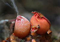 Stalked Puffball-in-aspic - Calostoma cinnabarinum *Releasing spores*<br />
<br />
It's been 7 years since I last saw this species! It's a very cool fungus in that is very beautiful, but also incredibly gross. The texture feels like a combination of Jello and snot.<br />
<br />
Fruiting bodies consist of roundish, bright red spore sacs that are covered with a thick clear jelly and raised up on spongy red stems.<br />
<br />
Habitat: Wet, mixed forest<br />
https://www.jungledragon.com/image/123447/stalked_puffball-in-aspic_-_calostoma_cinnabarinum.html<br />
https://www.jungledragon.com/image/123452/stalked_puffball-in-aspic_-_calostoma_cinnabarinum.html<br />
https://www.jungledragon.com/image/123451/stalked_puffball-in-aspic_-_calostoma_cinnabarinum.html<br />
https://www.jungledragon.com/image/123450/stalked_puffball-in-aspic_-_calostoma_cinnabarinum.html<br />
https://www.jungledragon.com/image/123449/stalked_puffball-in-aspic_-_calostoma_cinnabarinum.html<br />
https://www.jungledragon.com/image/123448/stalked_puffball-in-aspic_-_calostoma_cinnabarinum.html Calostoma cinnabarinum,Fall,Geotagged,Stalked puffball-in-aspic,United States