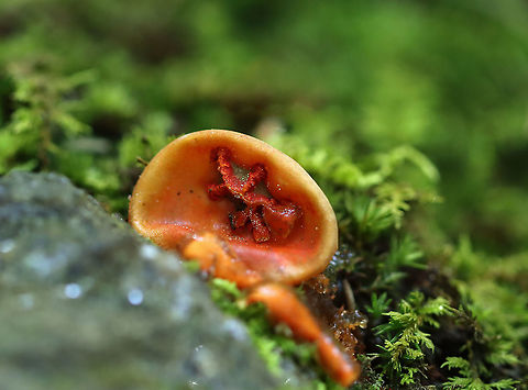 Stalked Puffball-in-aspic - Calostoma cinnabarinum It's been 7 years since I last saw this species! It's a very cool fungus in that is very beautiful, but also incredibly gross. The texture feels like a combination of Jello and snot.

Fruiting bodies consist of roundish, bright red spore sacs that are covered with a thick clear jelly and raised up on spongy red stems.

Habitat: Wet, mixed forest

https://www.jungledragon.com/image/123447/stalked_puffball-in-aspic_-_calostoma_cinnabarinum.html
https://www.jungledragon.com/image/123452/stalked_puffball-in-aspic_-_calostoma_cinnabarinum.html
https://www.jungledragon.com/image/123451/stalked_puffball-in-aspic_-_calostoma_cinnabarinum.html
https://www.jungledragon.com/image/123450/stalked_puffball-in-aspic_-_calostoma_cinnabarinum.html
https://www.jungledragon.com/image/123449/stalked_puffball-in-aspic_-_calostoma_cinnabarinum.html
https://www.jungledragon.com/image/123448/stalked_puffball-in-aspic_-_calostoma_cinnabarinum.html Calostoma cinnabarinum,Fall,Geotagged,Stalked puffball-in-aspic,United States