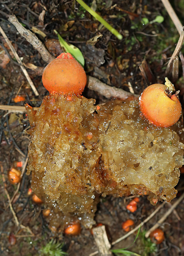 Stalked Puffball-in-aspic - Calostoma cinnabarinum It's been 7 years since I last saw this species! It's a very cool fungus in that is very beautiful, but also incredibly gross. The texture feels like a combination of Jello and snot.<br />
<br />
Fruiting bodies consist of roundish, bright red spore sacs that are covered with a thick clear jelly and raised up on spongy red stems.<br />
<br />
Habitat: Wet, mixed forest<br />
<figure class="photo"><a href="https://www.jungledragon.com/image/123447/stalked_puffball-in-aspic_-_calostoma_cinnabarinum.html" title="Stalked Puffball-in-aspic - Calostoma cinnabarinum"><img src="https://s3.amazonaws.com/media.jungledragon.com/images/3232/123447_thumb.jpg?AWSAccessKeyId=05GMT0V3GWVNE7GGM1R2&Expires=1769040010&Signature=UU%2FzDmCDrXIEvV2brx8MQ1g%2B6WA%3D" width="200" height="160" alt="Stalked Puffball-in-aspic - Calostoma cinnabarinum It's been 7 years since I last saw this species! It's a very cool fungus in that is very beautiful, but also incredibly gross. The texture feels like a combination of Jello and snot.<br />
<br />
Fruiting bodies consist of roundish, bright red spore sacs that are covered with a thick clear jelly and raised up on spongy red stems.<br />
<br />
Habitat: Wet, mixed forest<br />
https://www.jungledragon.com/image/123447/stalked_puffball-in-aspic_-_calostoma_cinnabarinum.html<br />
https://www.jungledragon.com/image/123452/stalked_puffball-in-aspic_-_calostoma_cinnabarinum.html<br />
https://www.jungledragon.com/image/123451/stalked_puffball-in-aspic_-_calostoma_cinnabarinum.html<br />
https://www.jungledragon.com/image/123450/stalked_puffball-in-aspic_-_calostoma_cinnabarinum.html<br />
https://www.jungledragon.com/image/123449/stalked_puffball-in-aspic_-_calostoma_cinnabarinum.html<br />
https://www.jungledragon.com/image/123448/stalked_puffball-in-aspic_-_calostoma_cinnabarinum.html Calostoma,Calostoma cinnabarinum,Fall,Geotagged,Sclerodermataceae,Stalked puffball-in-aspic,United States,gelatinous stalked-puffball,puffball" /></a></figure><br />
<figure class="photo"><a href="https://www.jungledragon.com/image/123452/stalked_puffball-in-aspic_-_calostoma_cinnabarinum.html" title="Stalked Puffball-in-aspic - Calostoma cinnabarinum"><img src="https://s3.amazonaws.com/media.jungledragon.com/images/3232/123452_thumb.jpg?AWSAccessKeyId=05GMT0V3GWVNE7GGM1R2&Expires=1769040010&Signature=DOtVTcOarXJzaS3BPPozt2QdppU%3D" width="110" height="152" alt="Stalked Puffball-in-aspic - Calostoma cinnabarinum It's been 7 years since I last saw this species! It's a very cool fungus in that is very beautiful, but also incredibly gross. The texture feels like a combination of Jello and snot.<br />
<br />
Fruiting bodies consist of roundish, bright red spore sacs that are covered with a thick clear jelly and raised up on spongy red stems.<br />
<br />
Habitat: Wet, mixed forest<br />
https://www.jungledragon.com/image/123447/stalked_puffball-in-aspic_-_calostoma_cinnabarinum.html<br />
https://www.jungledragon.com/image/123452/stalked_puffball-in-aspic_-_calostoma_cinnabarinum.html<br />
https://www.jungledragon.com/image/123451/stalked_puffball-in-aspic_-_calostoma_cinnabarinum.html<br />
https://www.jungledragon.com/image/123450/stalked_puffball-in-aspic_-_calostoma_cinnabarinum.html<br />
https://www.jungledragon.com/image/123449/stalked_puffball-in-aspic_-_calostoma_cinnabarinum.html<br />
https://www.jungledragon.com/image/123448/stalked_puffball-in-aspic_-_calostoma_cinnabarinum.html Calostoma cinnabarinum,Fall,Geotagged,Stalked puffball-in-aspic,United States" /></a></figure><br />
<figure class="photo"><a href="https://www.jungledragon.com/image/123451/stalked_puffball-in-aspic_-_calostoma_cinnabarinum.html" title="Stalked Puffball-in-aspic - Calostoma cinnabarinum"><img src="https://s3.amazonaws.com/media.jungledragon.com/images/3232/123451_thumb.jpg?AWSAccessKeyId=05GMT0V3GWVNE7GGM1R2&Expires=1769040010&Signature=2eg5TZPWRV1oFi%2BDii3IwahyTDg%3D" width="200" height="148" alt="Stalked Puffball-in-aspic - Calostoma cinnabarinum It's been 7 years since I last saw this species! It's a very cool fungus in that is very beautiful, but also incredibly gross. The texture feels like a combination of Jello and snot.<br />
<br />
Fruiting bodies consist of roundish, bright red spore sacs that are covered with a thick clear jelly and raised up on spongy red stems.<br />
<br />
Habitat: Wet, mixed forest<br />
<br />
https://www.jungledragon.com/image/123447/stalked_puffball-in-aspic_-_calostoma_cinnabarinum.html<br />
https://www.jungledragon.com/image/123452/stalked_puffball-in-aspic_-_calostoma_cinnabarinum.html<br />
https://www.jungledragon.com/image/123451/stalked_puffball-in-aspic_-_calostoma_cinnabarinum.html<br />
https://www.jungledragon.com/image/123450/stalked_puffball-in-aspic_-_calostoma_cinnabarinum.html<br />
https://www.jungledragon.com/image/123449/stalked_puffball-in-aspic_-_calostoma_cinnabarinum.html<br />
https://www.jungledragon.com/image/123448/stalked_puffball-in-aspic_-_calostoma_cinnabarinum.html Calostoma cinnabarinum,Fall,Geotagged,Stalked puffball-in-aspic,United States" /></a></figure><br />
<figure class="photo"><a href="https://www.jungledragon.com/image/123450/stalked_puffball-in-aspic_-_calostoma_cinnabarinum.html" title="Stalked Puffball-in-aspic - Calostoma cinnabarinum"><img src="https://s3.amazonaws.com/media.jungledragon.com/images/3232/123450_thumb.jpg?AWSAccessKeyId=05GMT0V3GWVNE7GGM1R2&Expires=1769040010&Signature=SPBlN06sJejAF%2Bn4gFkI3pAmdSI%3D" width="200" height="142" alt="Stalked Puffball-in-aspic - Calostoma cinnabarinum *Releasing spores*<br />
<br />
It's been 7 years since I last saw this species! It's a very cool fungus in that is very beautiful, but also incredibly gross. The texture feels like a combination of Jello and snot.<br />
<br />
Fruiting bodies consist of roundish, bright red spore sacs that are covered with a thick clear jelly and raised up on spongy red stems.<br />
<br />
Habitat: Wet, mixed forest<br />
https://www.jungledragon.com/image/123447/stalked_puffball-in-aspic_-_calostoma_cinnabarinum.html<br />
https://www.jungledragon.com/image/123452/stalked_puffball-in-aspic_-_calostoma_cinnabarinum.html<br />
https://www.jungledragon.com/image/123451/stalked_puffball-in-aspic_-_calostoma_cinnabarinum.html<br />
https://www.jungledragon.com/image/123450/stalked_puffball-in-aspic_-_calostoma_cinnabarinum.html<br />
https://www.jungledragon.com/image/123449/stalked_puffball-in-aspic_-_calostoma_cinnabarinum.html<br />
https://www.jungledragon.com/image/123448/stalked_puffball-in-aspic_-_calostoma_cinnabarinum.html Calostoma cinnabarinum,Fall,Geotagged,Stalked puffball-in-aspic,United States" /></a></figure><br />
<figure class="photo"><a href="https://www.jungledragon.com/image/123449/stalked_puffball-in-aspic_-_calostoma_cinnabarinum.html" title="Stalked Puffball-in-aspic - Calostoma cinnabarinum"><img src="https://s3.amazonaws.com/media.jungledragon.com/images/3232/123449_thumb.jpg?AWSAccessKeyId=05GMT0V3GWVNE7GGM1R2&Expires=1769040010&Signature=EPsbGenPgyNj1RXG5iwF70UdLs4%3D" width="132" height="152" alt="Stalked Puffball-in-aspic - Calostoma cinnabarinum It's been 7 years since I last saw this species! It's a very cool fungus in that is very beautiful, but also incredibly gross. The texture feels like a combination of Jello and snot.<br />
<br />
Fruiting bodies consist of roundish, bright red spore sacs that are covered with a thick clear jelly and raised up on spongy red stems.<br />
<br />
Habitat: Wet, mixed forest<br />
https://www.jungledragon.com/image/123447/stalked_puffball-in-aspic_-_calostoma_cinnabarinum.html<br />
https://www.jungledragon.com/image/123452/stalked_puffball-in-aspic_-_calostoma_cinnabarinum.html<br />
https://www.jungledragon.com/image/123451/stalked_puffball-in-aspic_-_calostoma_cinnabarinum.html<br />
https://www.jungledragon.com/image/123450/stalked_puffball-in-aspic_-_calostoma_cinnabarinum.html<br />
https://www.jungledragon.com/image/123449/stalked_puffball-in-aspic_-_calostoma_cinnabarinum.html<br />
https://www.jungledragon.com/image/123448/stalked_puffball-in-aspic_-_calostoma_cinnabarinum.html Calostoma cinnabarinum,Fall,Geotagged,Stalked puffball-in-aspic,United States" /></a></figure><br />
<figure class="photo"><a href="https://www.jungledragon.com/image/123448/stalked_puffball-in-aspic_-_calostoma_cinnabarinum.html" title="Stalked Puffball-in-aspic - Calostoma cinnabarinum"><img src="https://s3.amazonaws.com/media.jungledragon.com/images/3232/123448_thumb.jpg?AWSAccessKeyId=05GMT0V3GWVNE7GGM1R2&Expires=1769040010&Signature=1gghRSVB2O%2B5759A8zRM%2FxOTmBA%3D" width="126" height="152" alt="Stalked Puffball-in-aspic - Calostoma cinnabarinum It's been 7 years since I last saw this species! It's a very cool fungus in that is very beautiful, but also incredibly gross. The texture feels like a combination of Jello and snot.<br />
<br />
Fruiting bodies consist of roundish, bright red spore sacs that are covered with a thick clear jelly and raised up on spongy red stems.<br />
<br />
Habitat: Wet, mixed forest<br />
https://www.jungledragon.com/image/123447/stalked_puffball-in-aspic_-_calostoma_cinnabarinum.html<br />
https://www.jungledragon.com/image/123452/stalked_puffball-in-aspic_-_calostoma_cinnabarinum.html<br />
https://www.jungledragon.com/image/123451/stalked_puffball-in-aspic_-_calostoma_cinnabarinum.html<br />
https://www.jungledragon.com/image/123450/stalked_puffball-in-aspic_-_calostoma_cinnabarinum.html<br />
https://www.jungledragon.com/image/123449/stalked_puffball-in-aspic_-_calostoma_cinnabarinum.html<br />
https://www.jungledragon.com/image/123448/stalked_puffball-in-aspic_-_calostoma_cinnabarinum.html Calostoma cinnabarinum,Fall,Geotagged,Stalked puffball-in-aspic,United States" /></a></figure> Calostoma cinnabarinum,Fall,Geotagged,Stalked puffball-in-aspic,United States