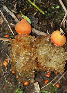 Stalked Puffball-in-aspic - Calostoma cinnabarinum It's been 7 years since I last saw this species! It's a very cool fungus in that is very beautiful, but also incredibly gross. The texture feels like a combination of Jello and snot.

Fruiting bodies consist of roundish, bright red spore sacs that are covered with a thick clear jelly and raised up on spongy red stems.

Habitat: Wet, mixed forest
https://www.jungledragon.com/image/123447/stalked_puffball-in-aspic_-_calostoma_cinnabarinum.html
https://www.jungledragon.com/image/123452/stalked_puffball-in-aspic_-_calostoma_cinnabarinum.html
https://www.jungledragon.com/image/123451/stalked_puffball-in-aspic_-_calostoma_cinnabarinum.html
https://www.jungledragon.com/image/123450/stalked_puffball-in-aspic_-_calostoma_cinnabarinum.html
https://www.jungledragon.com/image/123449/stalked_puffball-in-aspic_-_calostoma_cinnabarinum.html
https://www.jungledragon.com/image/123448/stalked_puffball-in-aspic_-_calostoma_cinnabarinum.html Calostoma cinnabarinum,Fall,Geotagged,Stalked puffball-in-aspic,United States