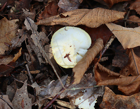 Gold-flecked Woodwax - Hygrophorus chrysodon These photos were taken one year ago today, which means that I'm a year behind in processing my photos. :-O

White waxy cap that is decorated with yellow flakes. The apex of the stem had yellow flakes aggregated into an imperfect ring zone.

Habitat: Mostly deciduous forest with a few eastern hemlocks (Tsuga canadensis)
https://www.jungledragon.com/image/123454/gold-flecked_woodwax_-_hygrophorus_chrysodon.html
https://www.jungledragon.com/image/123456/gold-flecked_woodwax_-_hygrophorus_chrysodon.html
https://www.jungledragon.com/image/123455/gold-flecked_woodwax_-_hygrophorus_chrysodon.html
https://www.jungledragon.com/image/123453/gold-flecked_woodwax_-_hygrophorus_chrysodon.html Fall,Geotagged,Hygrophorus chrysodon,United States