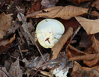 Gold-flecked Woodwax - Hygrophorus chrysodon These photos were taken one year ago today, which means that I'm a year behind in processing my photos. :-O<br />
<br />
White waxy cap that is decorated with yellow flakes. The apex of the stem had yellow flakes aggregated into an imperfect ring zone.<br />
<br />
Habitat: Mostly deciduous forest with a few eastern hemlocks (Tsuga canadensis)<br />
https://www.jungledragon.com/image/123454/gold-flecked_woodwax_-_hygrophorus_chrysodon.html<br />
https://www.jungledragon.com/image/123456/gold-flecked_woodwax_-_hygrophorus_chrysodon.html<br />
https://www.jungledragon.com/image/123455/gold-flecked_woodwax_-_hygrophorus_chrysodon.html<br />
https://www.jungledragon.com/image/123453/gold-flecked_woodwax_-_hygrophorus_chrysodon.html Fall,Geotagged,Hygrophorus chrysodon,United States