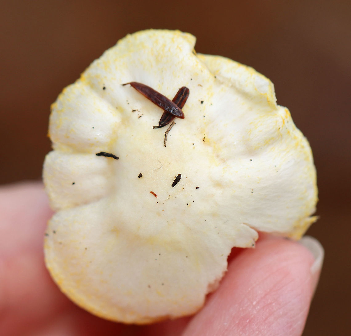 Gold-flecked Woodwax - Hygrophorus chrysodon These photos were taken one year ago today, which means that I&#039;m a year behind in processing my photos. :-O<br />
<br />
White waxy cap that is decorated with yellow flakes. The apex of the stem had yellow flakes aggregated into an imperfect ring zone.<br />
<br />
Habitat: Mostly deciduous forest with a few eastern hemlocks (Tsuga canadensis)<br />
<figure class="photo"><a href="https://www.jungledragon.com/image/123454/gold-flecked_woodwax_-_hygrophorus_chrysodon.html" title="Gold-flecked Woodwax - Hygrophorus chrysodon"><img src="https://s3.amazonaws.com/media.jungledragon.com/images/3232/123454_thumb.jpg?AWSAccessKeyId=05GMT0V3GWVNE7GGM1R2&Expires=1767225610&Signature=%2B6vvDOKHV0NSILIxhLVeQe5zwQo%3D" width="200" height="192" alt="Gold-flecked Woodwax - Hygrophorus chrysodon These photos were taken one year ago today, which means that I&#039;m a year behind in processing my photos. :-O<br />
<br />
White waxy cap that is decorated with yellow flakes. The apex of the stem had yellow flakes aggregated into an imperfect ring zone.<br />
<br />
Habitat: Mostly deciduous forest with a few eastern hemlocks (Tsuga canadensis)<br />
https://www.jungledragon.com/image/123454/gold-flecked_woodwax_-_hygrophorus_chrysodon.html<br />
https://www.jungledragon.com/image/123456/gold-flecked_woodwax_-_hygrophorus_chrysodon.html<br />
https://www.jungledragon.com/image/123455/gold-flecked_woodwax_-_hygrophorus_chrysodon.html<br />
https://www.jungledragon.com/image/123453/gold-flecked_woodwax_-_hygrophorus_chrysodon.html Fall,Geotagged,Hygrophorus chrysodon,United States" /></a></figure><br />
<figure class="photo"><a href="https://www.jungledragon.com/image/123456/gold-flecked_woodwax_-_hygrophorus_chrysodon.html" title="Gold-flecked Woodwax - Hygrophorus chrysodon"><img src="https://s3.amazonaws.com/media.jungledragon.com/images/3232/123456_thumb.jpg?AWSAccessKeyId=05GMT0V3GWVNE7GGM1R2&Expires=1767225610&Signature=9EYIARetfa6tG7TQCTX8I98wmCs%3D" width="200" height="156" alt="Gold-flecked Woodwax - Hygrophorus chrysodon These photos were taken one year ago today, which means that I&#039;m a year behind in processing my photos. :-O<br />
<br />
White waxy cap that is decorated with yellow flakes. The apex of the stem had yellow flakes aggregated into an imperfect ring zone.<br />
<br />
Habitat: Mostly deciduous forest with a few eastern hemlocks (Tsuga canadensis)<br />
https://www.jungledragon.com/image/123454/gold-flecked_woodwax_-_hygrophorus_chrysodon.html<br />
https://www.jungledragon.com/image/123456/gold-flecked_woodwax_-_hygrophorus_chrysodon.html<br />
https://www.jungledragon.com/image/123455/gold-flecked_woodwax_-_hygrophorus_chrysodon.html<br />
https://www.jungledragon.com/image/123453/gold-flecked_woodwax_-_hygrophorus_chrysodon.html Fall,Geotagged,Gold-flecked Woodwax,Hygrophorus,Hygrophorus chrysodon,United States,fungi,mushroom" /></a></figure><br />
<figure class="photo"><a href="https://www.jungledragon.com/image/123455/gold-flecked_woodwax_-_hygrophorus_chrysodon.html" title="Gold-flecked Woodwax - Hygrophorus chrysodon"><img src="https://s3.amazonaws.com/media.jungledragon.com/images/3232/123455_thumb.jpg?AWSAccessKeyId=05GMT0V3GWVNE7GGM1R2&Expires=1767225610&Signature=pP%2FGXI2GEZJZkFgHxB5G9VIA1Eo%3D" width="132" height="152" alt="Gold-flecked Woodwax - Hygrophorus chrysodon These photos were taken one year ago today, which means that I&#039;m a year behind in processing my photos. :-O<br />
<br />
White waxy cap that is decorated with yellow flakes. The apex of the stem had yellow flakes aggregated into an imperfect ring zone.<br />
<br />
Habitat: Mostly deciduous forest with a few eastern hemlocks (Tsuga canadensis)<br />
https://www.jungledragon.com/image/123454/gold-flecked_woodwax_-_hygrophorus_chrysodon.html<br />
https://www.jungledragon.com/image/123456/gold-flecked_woodwax_-_hygrophorus_chrysodon.html<br />
https://www.jungledragon.com/image/123455/gold-flecked_woodwax_-_hygrophorus_chrysodon.html<br />
https://www.jungledragon.com/image/123453/gold-flecked_woodwax_-_hygrophorus_chrysodon.html Fall,Geotagged,Hygrophorus chrysodon,United States" /></a></figure><br />
<figure class="photo"><a href="https://www.jungledragon.com/image/123453/gold-flecked_woodwax_-_hygrophorus_chrysodon.html" title="Gold-flecked Woodwax - Hygrophorus chrysodon"><img src="https://s3.amazonaws.com/media.jungledragon.com/images/3232/123453_thumb.jpg?AWSAccessKeyId=05GMT0V3GWVNE7GGM1R2&Expires=1767225610&Signature=kC0K0nOsB2houUa6oo6yIL1ZeJ4%3D" width="200" height="158" alt="Gold-flecked Woodwax - Hygrophorus chrysodon These photos were taken one year ago today, which means that I&#039;m a year behind in processing my photos. :-O<br />
<br />
White waxy cap that is decorated with yellow flakes. The apex of the stem had yellow flakes aggregated into an imperfect ring zone.<br />
<br />
Habitat: Mostly deciduous forest with a few eastern hemlocks (Tsuga canadensis)<br />
https://www.jungledragon.com/image/123454/gold-flecked_woodwax_-_hygrophorus_chrysodon.html<br />
https://www.jungledragon.com/image/123456/gold-flecked_woodwax_-_hygrophorus_chrysodon.html<br />
https://www.jungledragon.com/image/123455/gold-flecked_woodwax_-_hygrophorus_chrysodon.html<br />
https://www.jungledragon.com/image/123453/gold-flecked_woodwax_-_hygrophorus_chrysodon.html Fall,Geotagged,Hygrophorus chrysodon,United States" /></a></figure> Fall,Geotagged,Hygrophorus chrysodon,United States