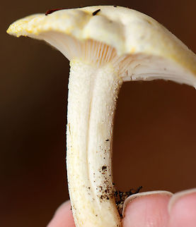 Gold-flecked Woodwax - Hygrophorus chrysodon These photos were taken one year ago today, which means that I'm a year behind in processing my photos. :-O

White waxy cap that is decorated with yellow flakes. The apex of the stem had yellow flakes aggregated into an imperfect ring zone.

Habitat: Mostly deciduous forest with a few eastern hemlocks (Tsuga canadensis)
https://www.jungledragon.com/image/123454/gold-flecked_woodwax_-_hygrophorus_chrysodon.html
https://www.jungledragon.com/image/123456/gold-flecked_woodwax_-_hygrophorus_chrysodon.html
https://www.jungledragon.com/image/123455/gold-flecked_woodwax_-_hygrophorus_chrysodon.html
https://www.jungledragon.com/image/123453/gold-flecked_woodwax_-_hygrophorus_chrysodon.html Fall,Geotagged,Hygrophorus chrysodon,United States