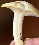 Gold-flecked Woodwax - Hygrophorus chrysodon These photos were taken one year ago today, which means that I'm a year behind in processing my photos. :-O<br />
<br />
White waxy cap that is decorated with yellow flakes. The apex of the stem had yellow flakes aggregated into an imperfect ring zone.<br />
<br />
Habitat: Mostly deciduous forest with a few eastern hemlocks (Tsuga canadensis)<br />
https://www.jungledragon.com/image/123454/gold-flecked_woodwax_-_hygrophorus_chrysodon.html<br />
https://www.jungledragon.com/image/123456/gold-flecked_woodwax_-_hygrophorus_chrysodon.html<br />
https://www.jungledragon.com/image/123455/gold-flecked_woodwax_-_hygrophorus_chrysodon.html<br />
https://www.jungledragon.com/image/123453/gold-flecked_woodwax_-_hygrophorus_chrysodon.html Fall,Geotagged,Hygrophorus chrysodon,United States